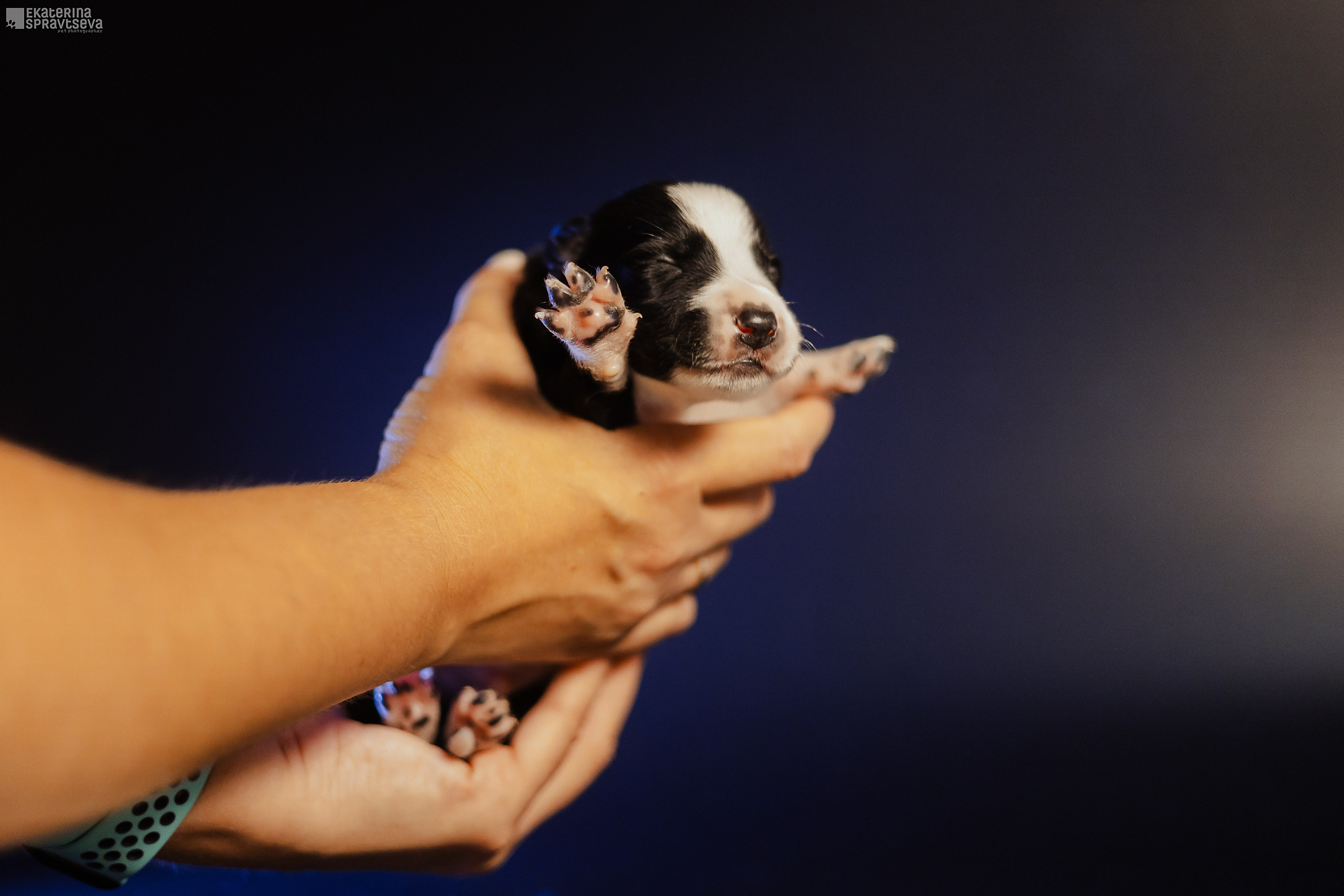 Щенки бордер колли от Ап х Ра. Фотограф Анималист Екатерина Справцева в Нижнем Новгороде