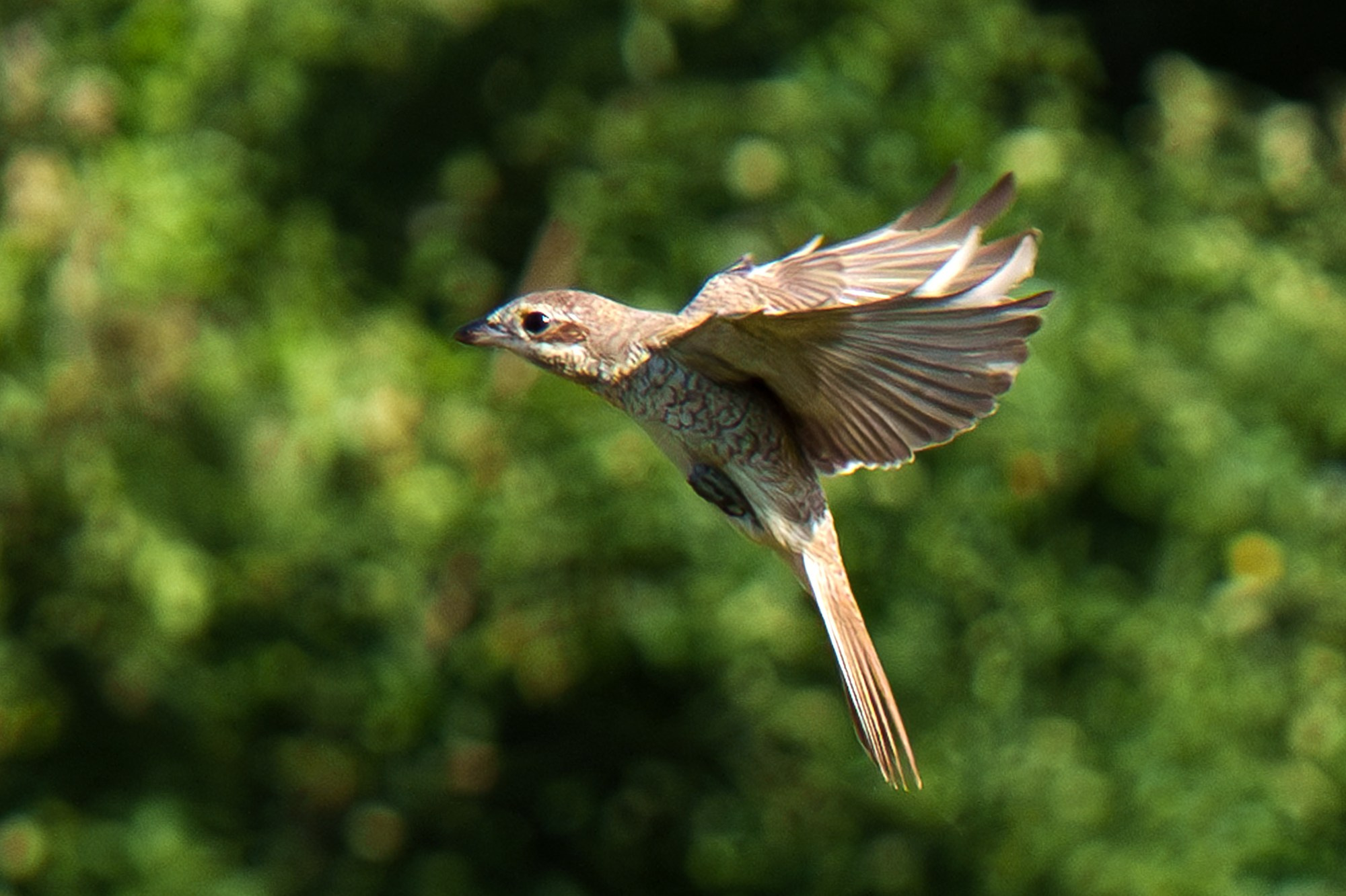 Удивительные мир птиц. Вокруг нас столько прекрасного — присмотритесь!. Ваш личный фотограф Марина Волкова