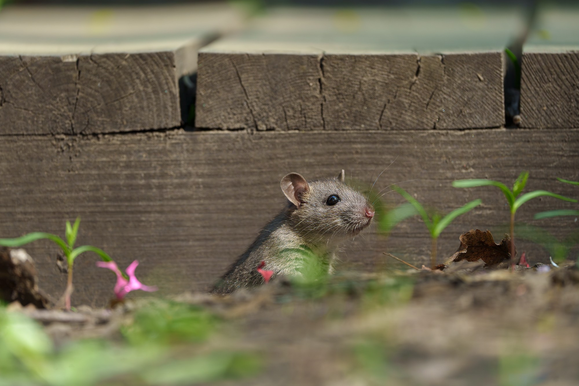 Животные. Ваш личный фотограф Марина Волкова