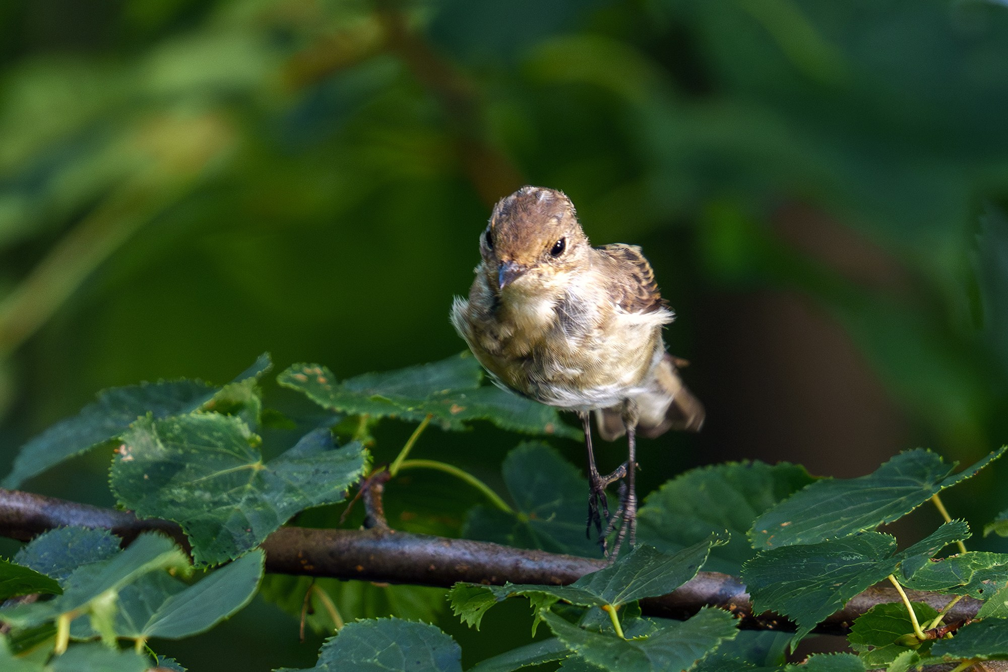 Удивительные мир птиц. Вокруг нас столько прекрасного — присмотритесь!. Ваш личный фотограф Марина Волкова