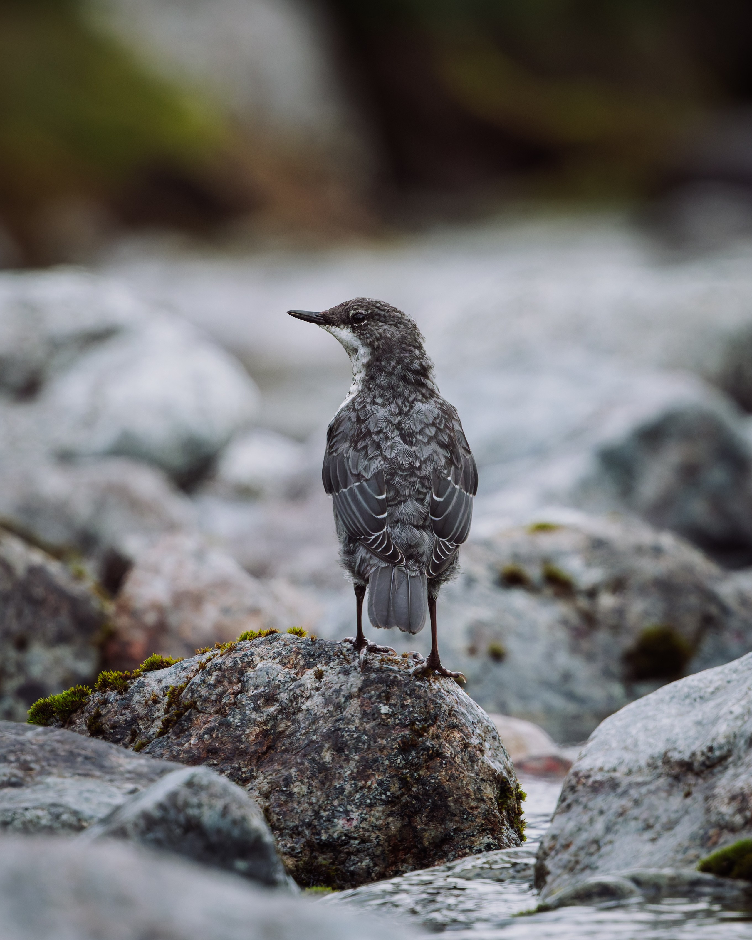 Khibinu 2025. Anton Chernov | Wildlife photographer