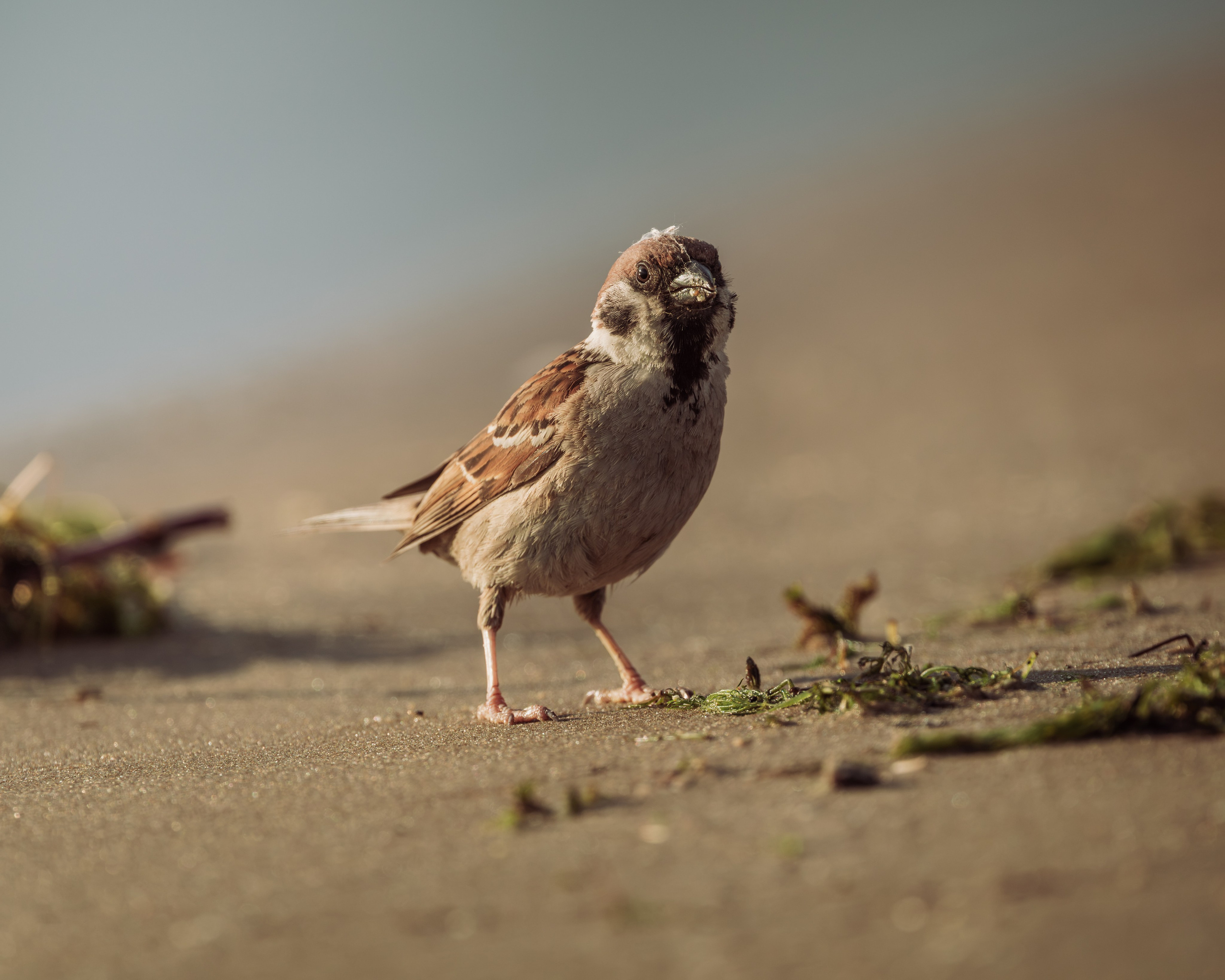 Voronezh 2026. Anton Chernov | Wildlife photographer