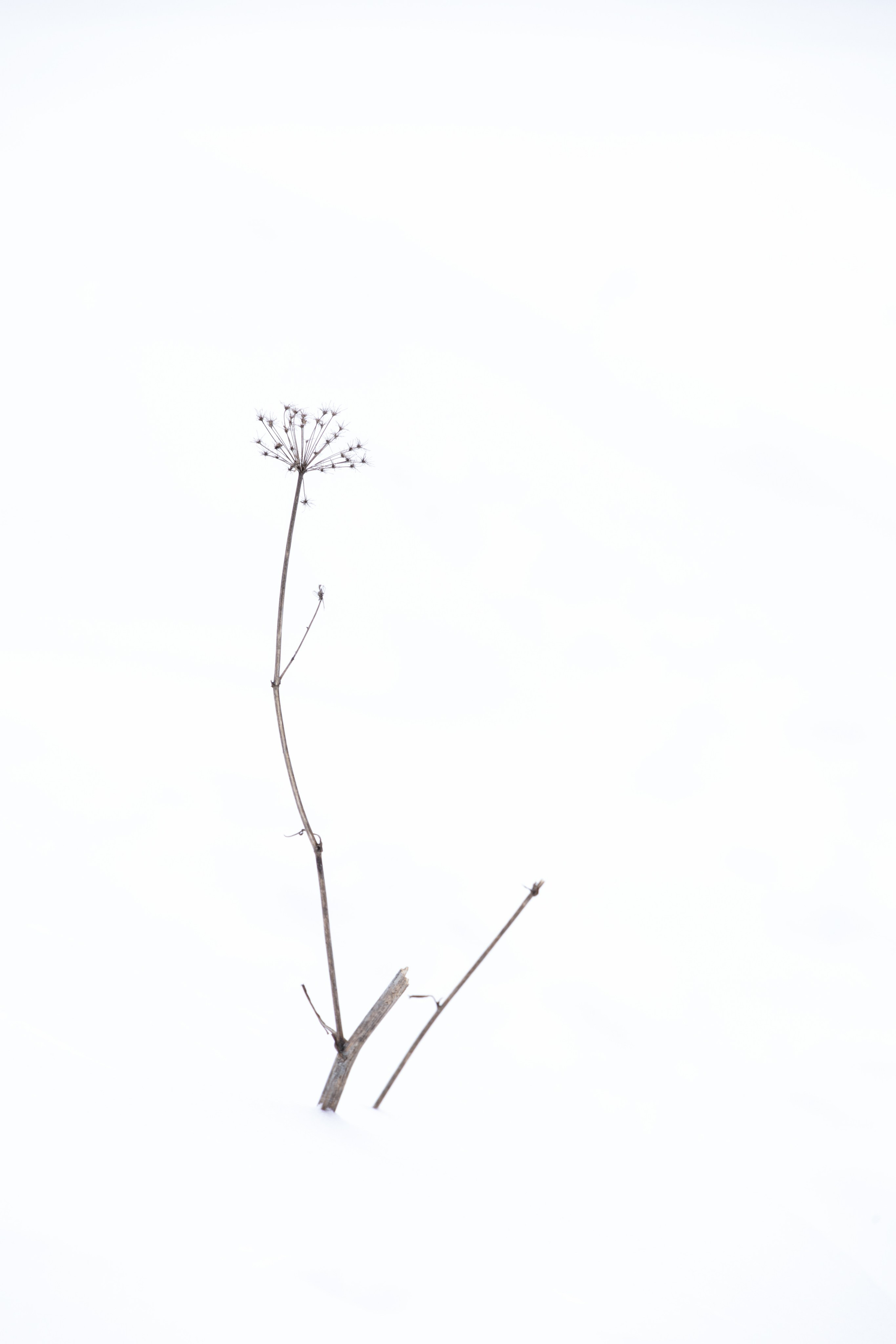 Хрупкость бытия. Фотограф Ольга Дунаева