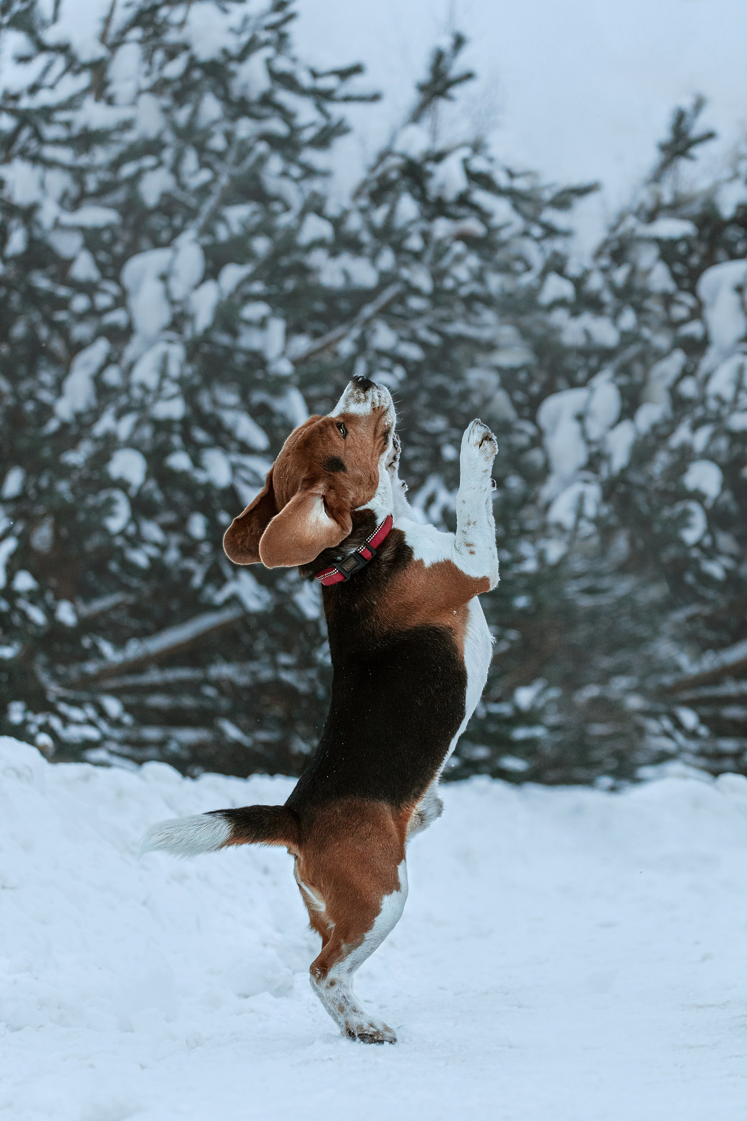 Дом для Биглей 2023. Фотограф-анималист Татьяна Степанова