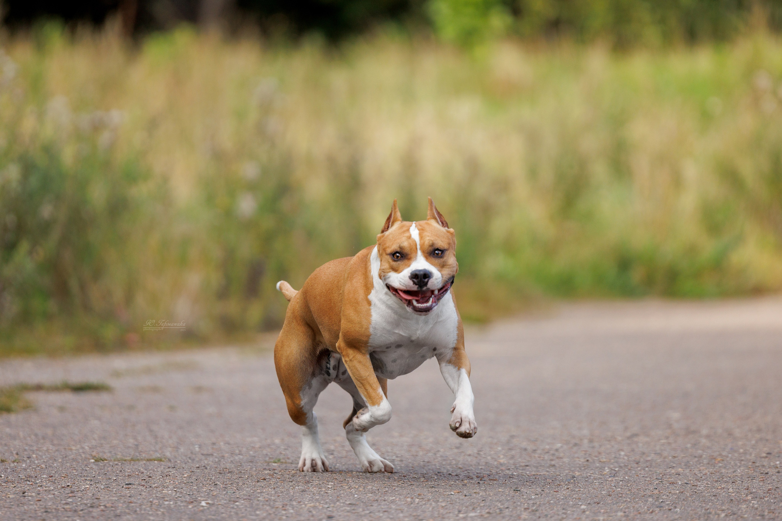 Зеленоград 13.09.2025. Фотограф-анималист Юлия Германика