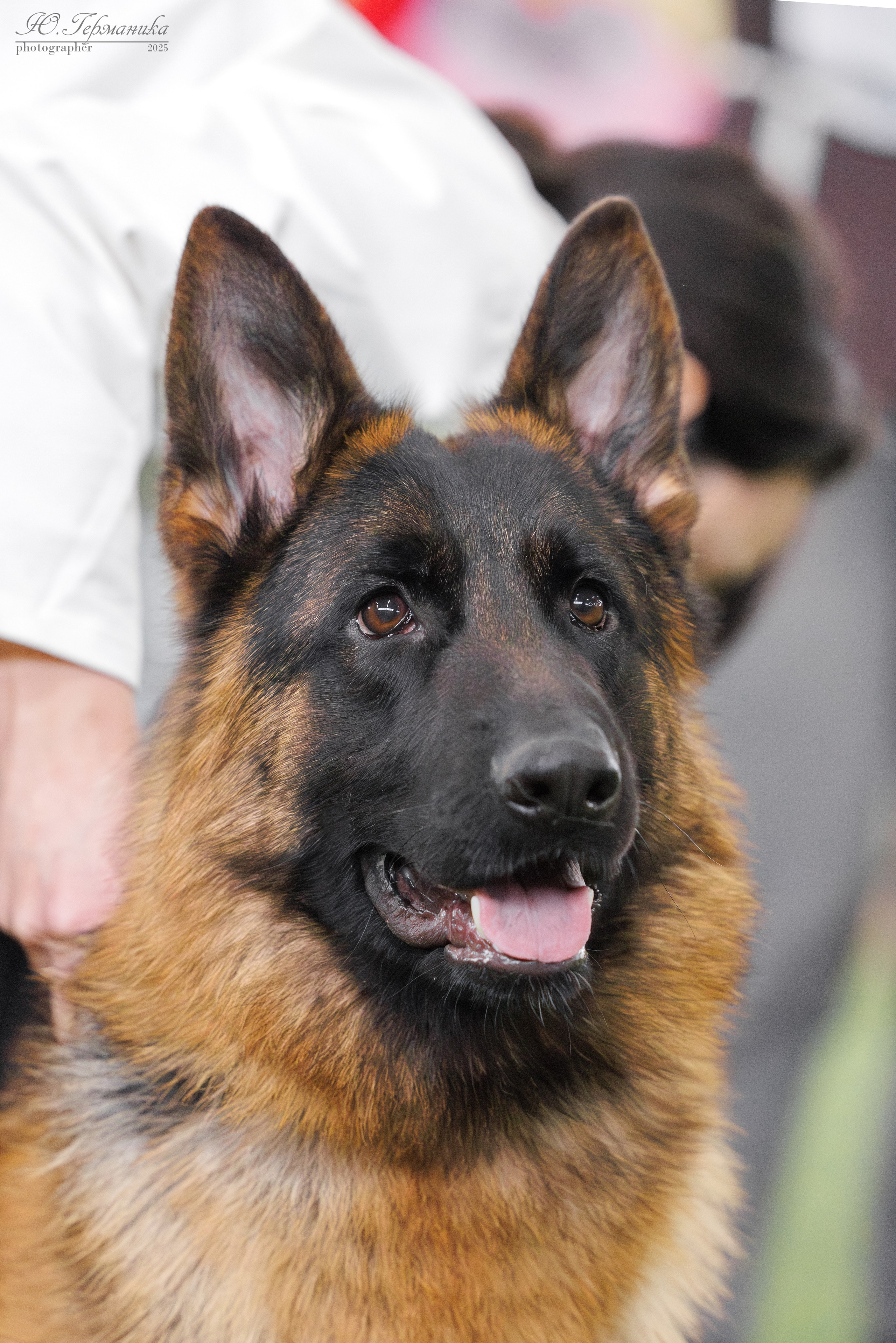 Гран-При 8.02.2025 и Крокус 09.02.2025. Фотограф-анималист Юлия Германика