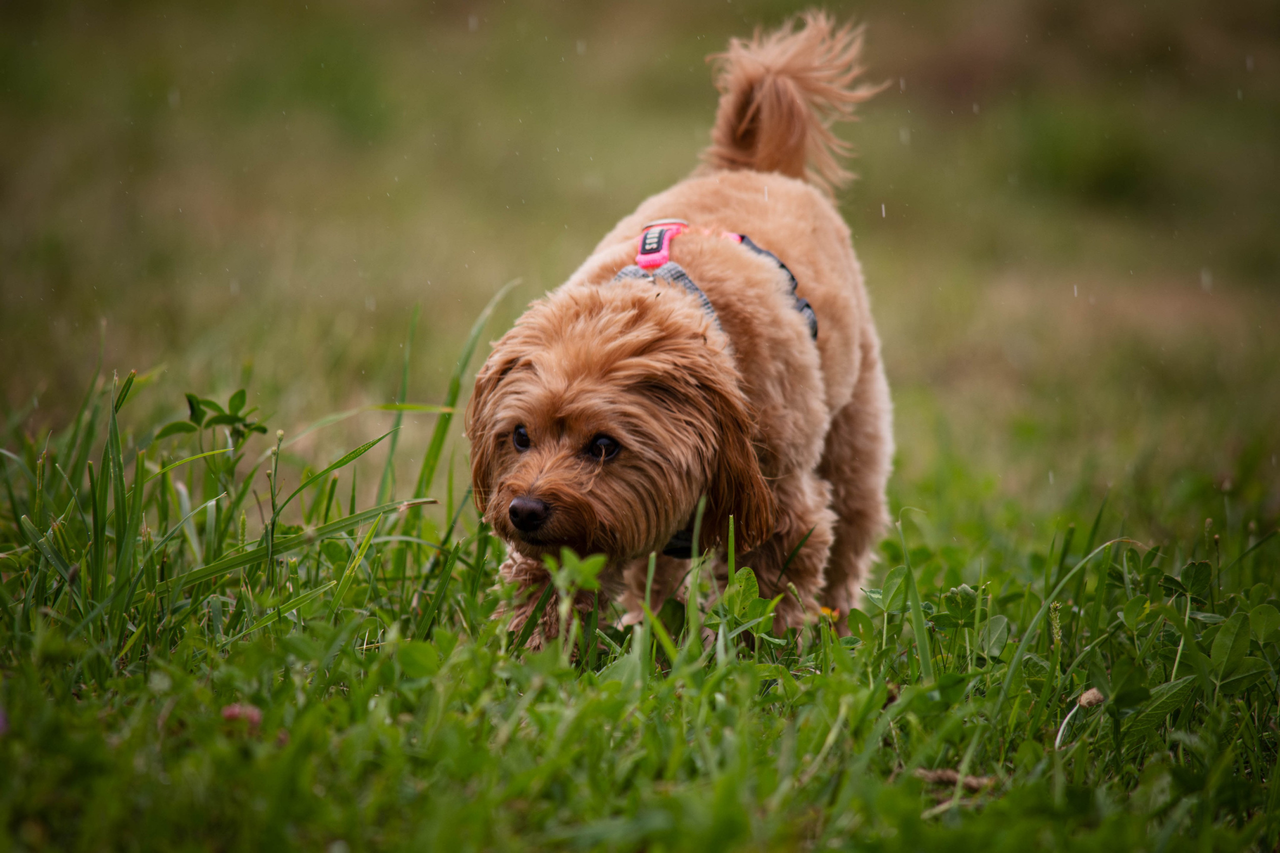 Прогулка в парке Митино. Фотограф Светлана Блинова, Москва и Московская область