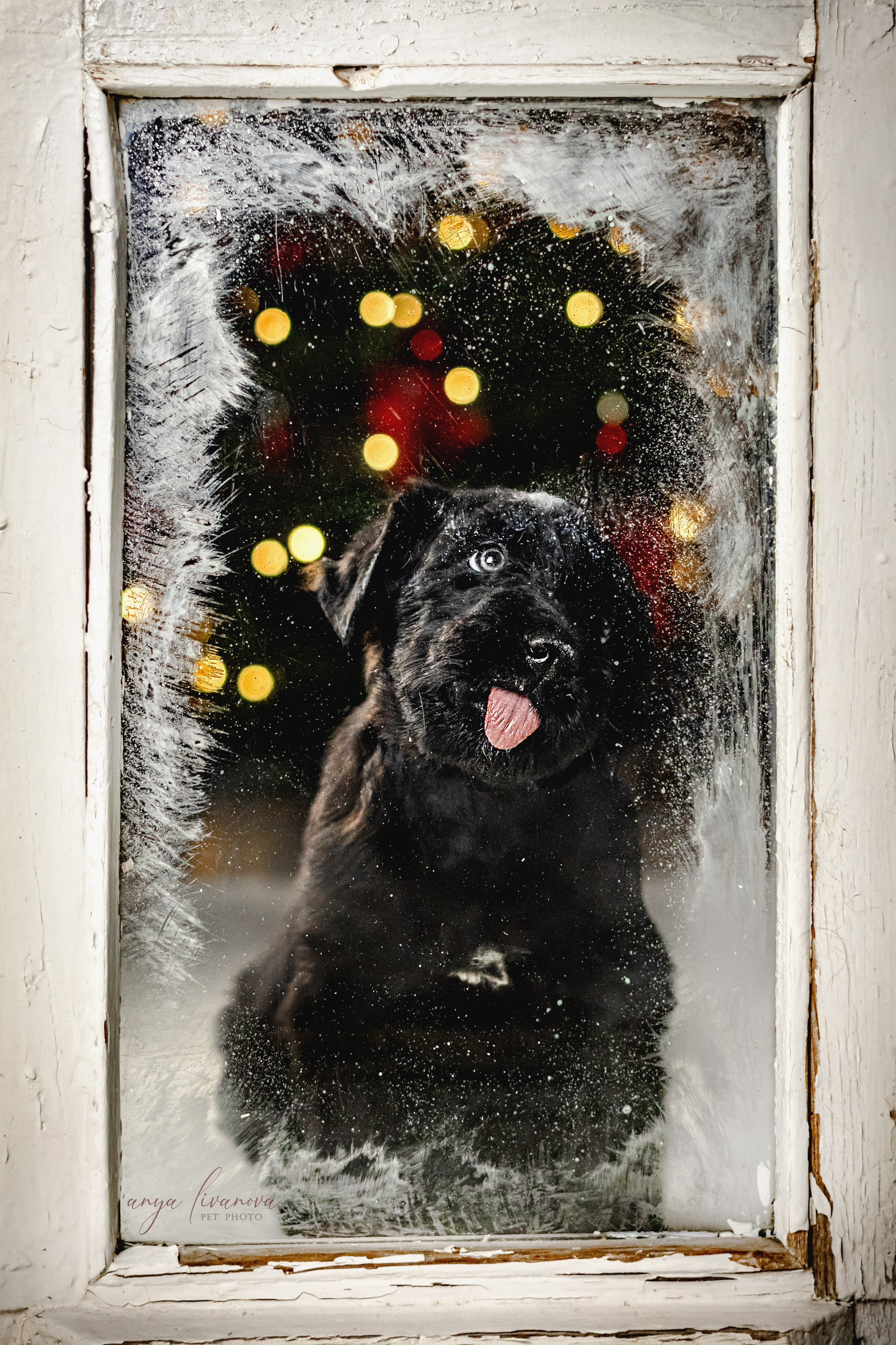 Окошко. Фотограф анималист Аня Ливанова | Рыбинск