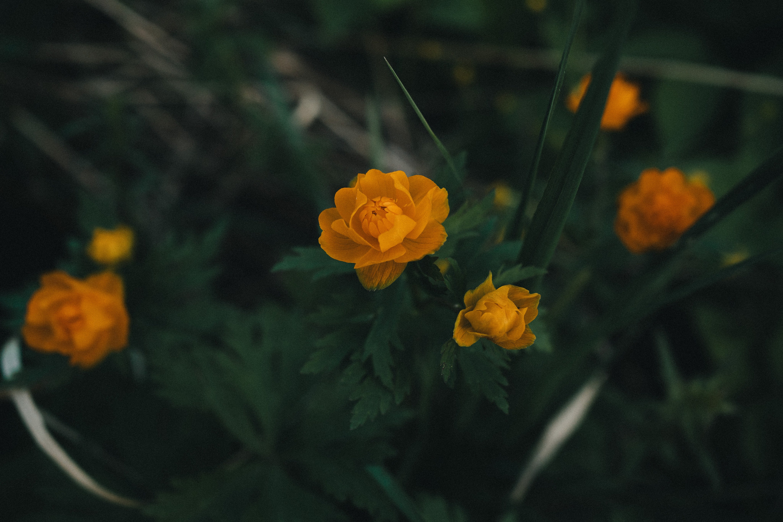 АНАСТАСИЯ |2025