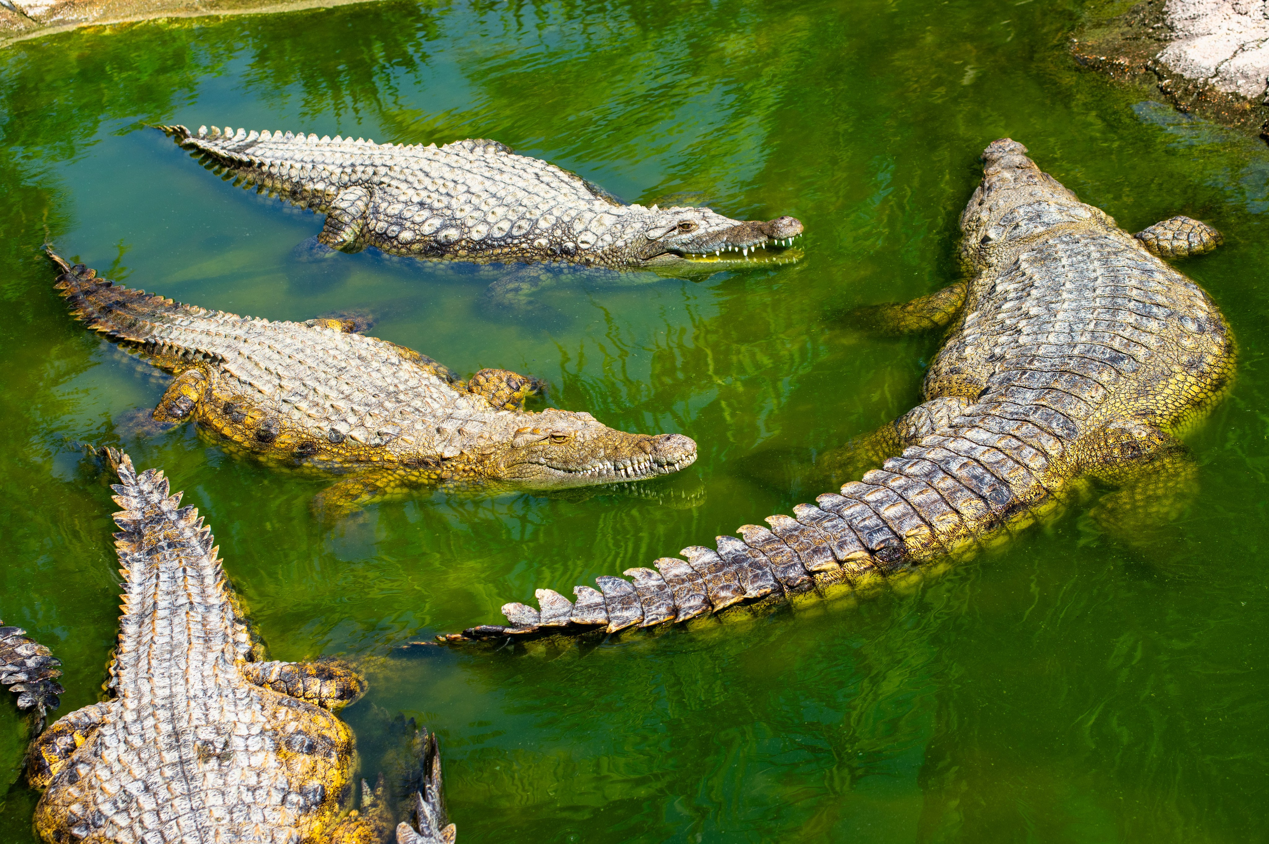 Истории. Фотограф Сергей Мосевнин