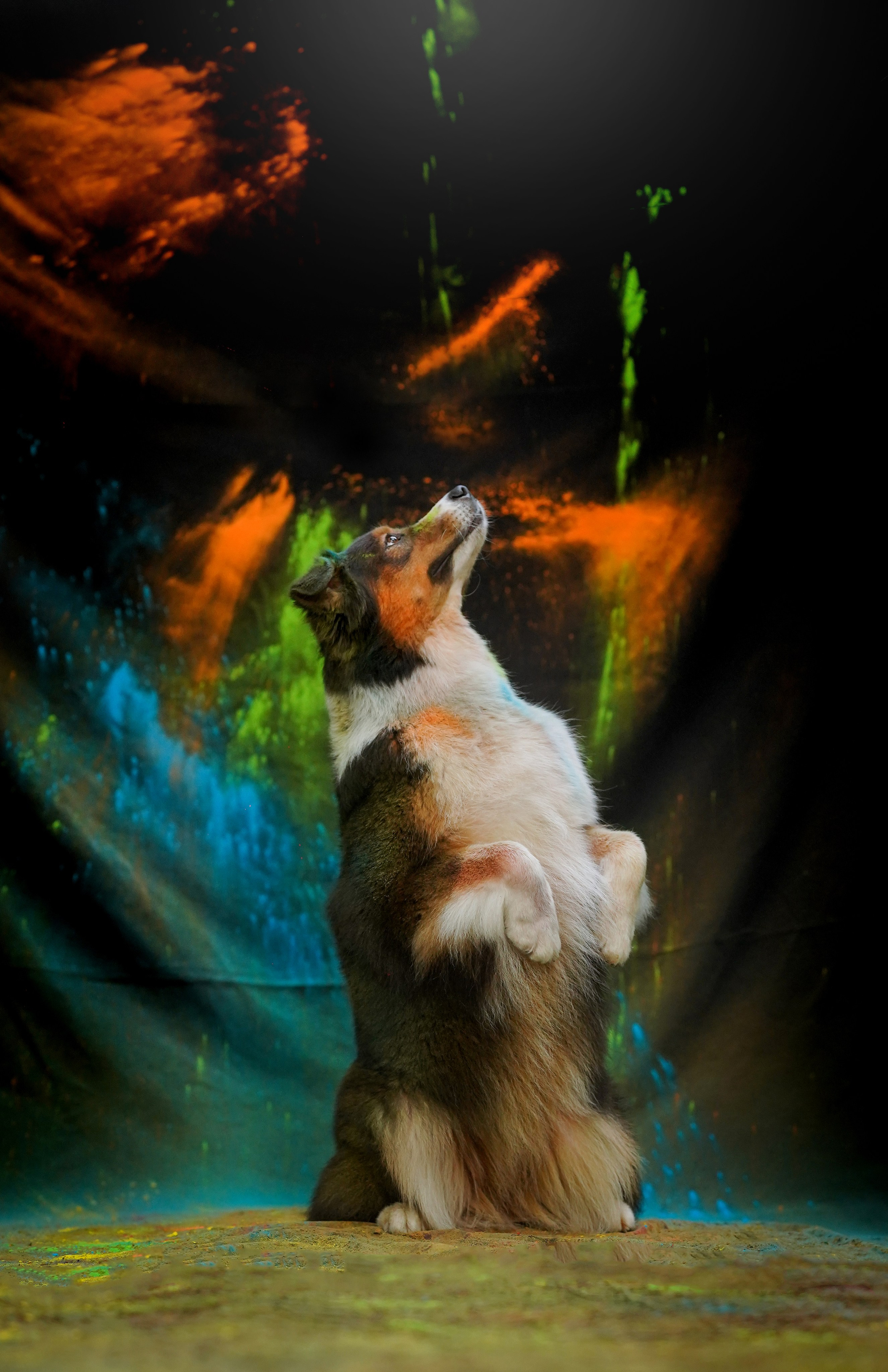 Съемка с красками холли. Фотограф-анималист в Санкт-Петербурге Яна Мартынова