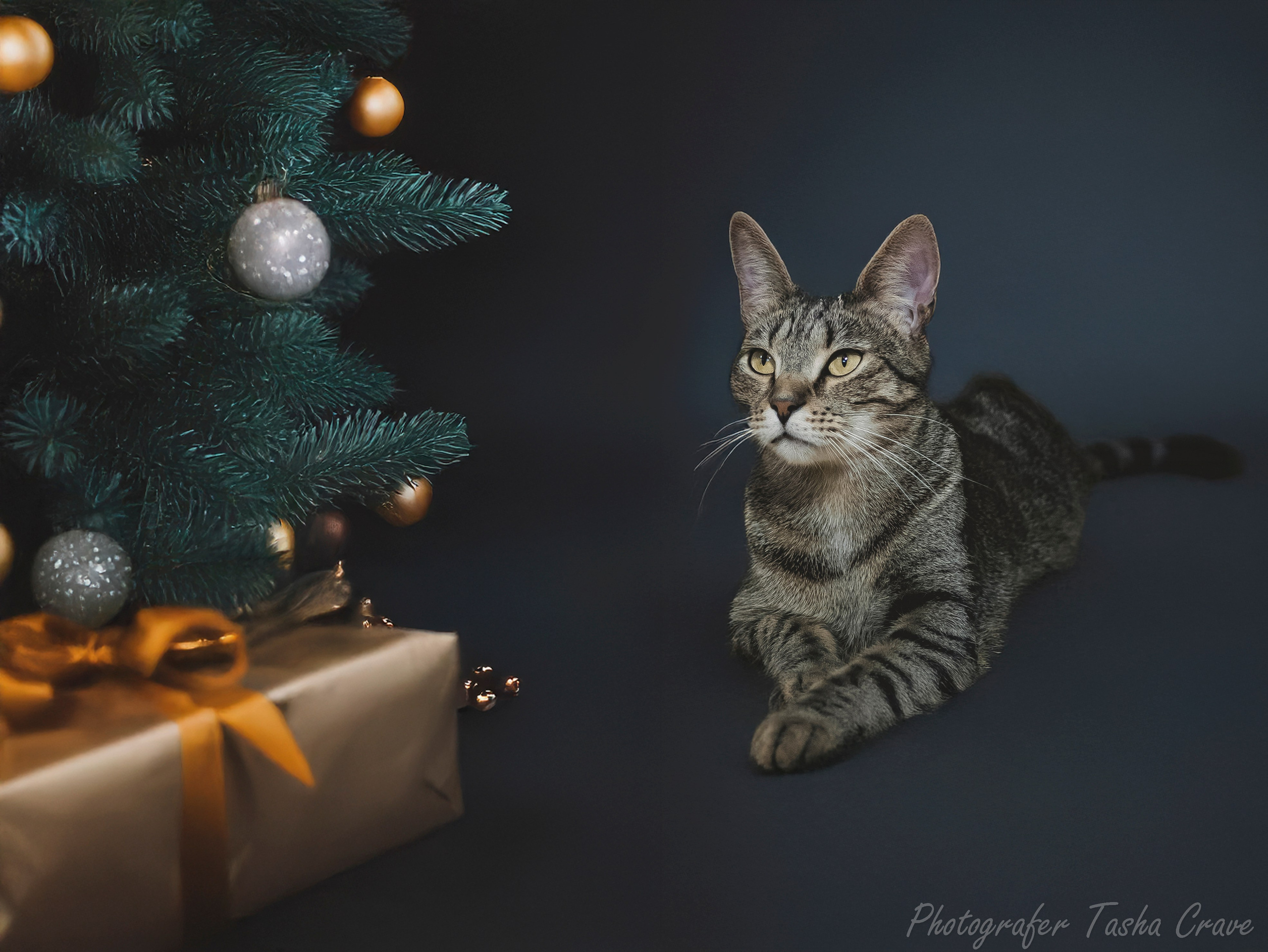 Фотограф анималист в Санкт-Петербурге Таша Крейв