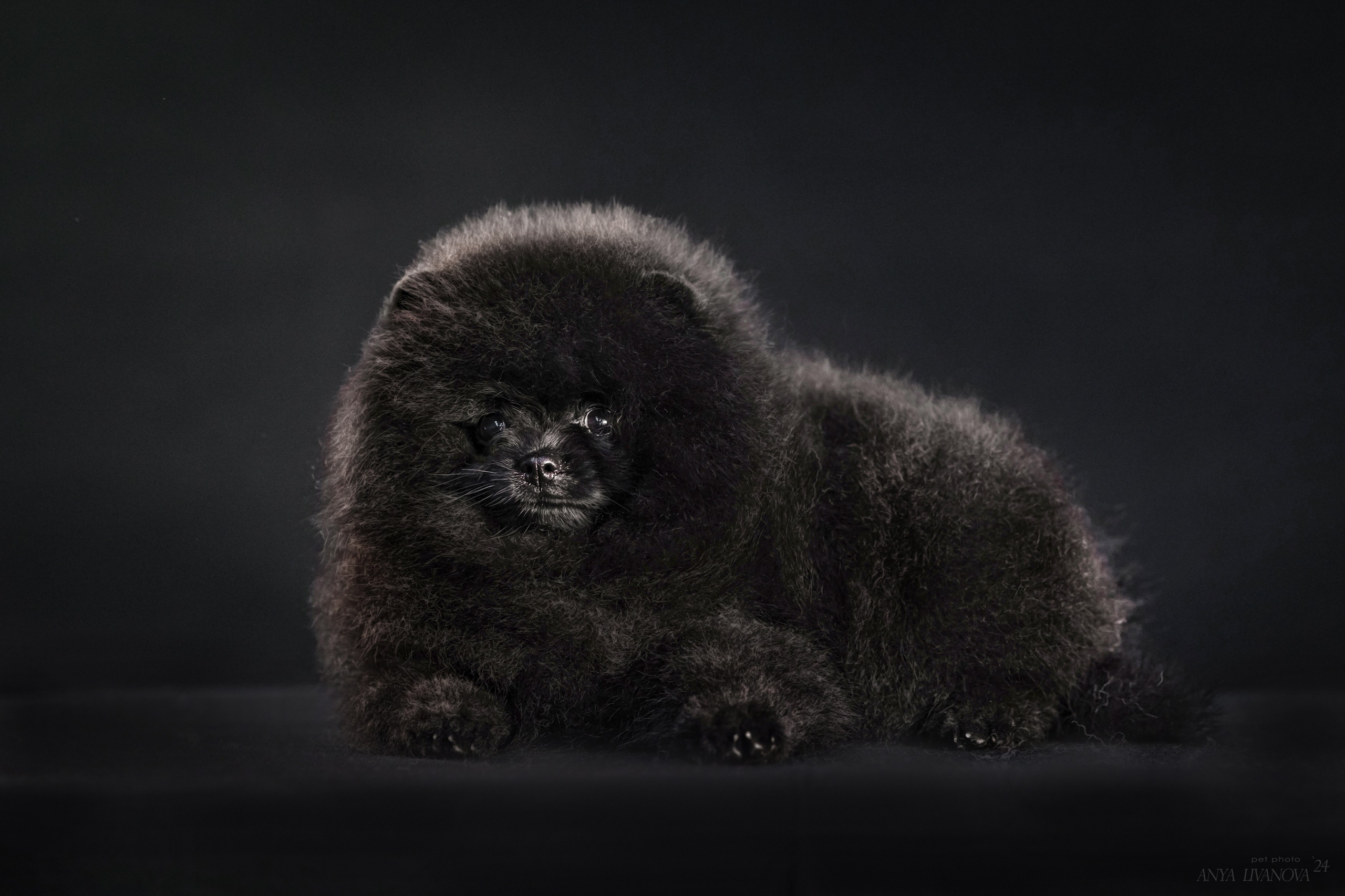 Шпицы. Фотограф анималист Аня Ливанова | Рыбинск