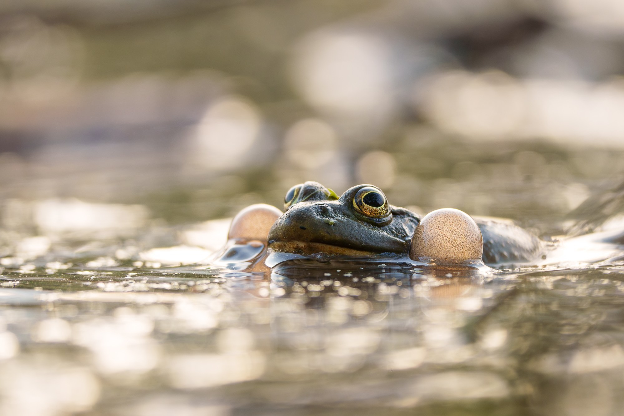 Животные. Ваш личный фотограф Марина Волкова