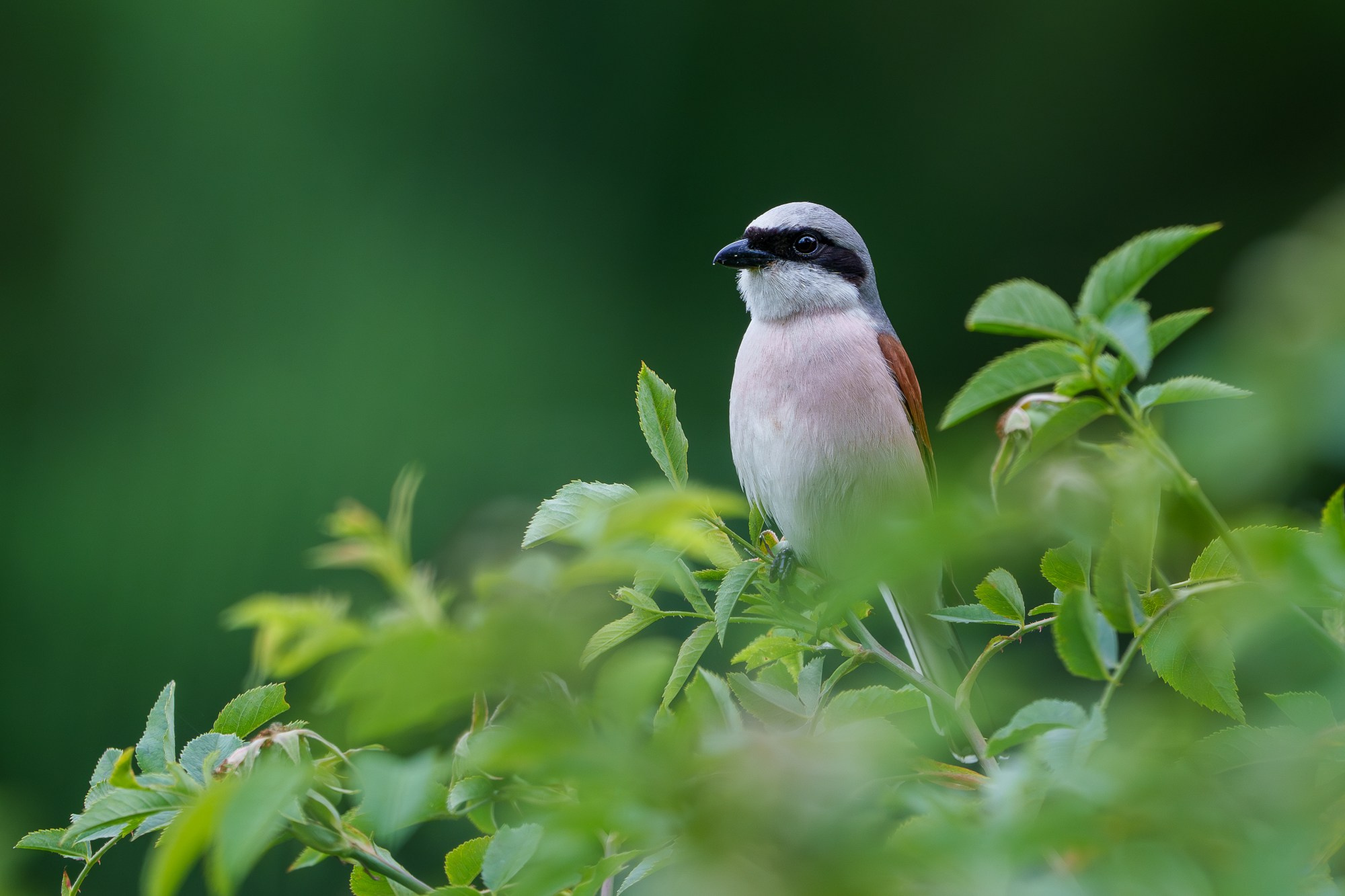 Удивительные мир птиц. Вокруг нас столько прекрасного — присмотритесь!. Ваш личный фотограф Марина Волкова