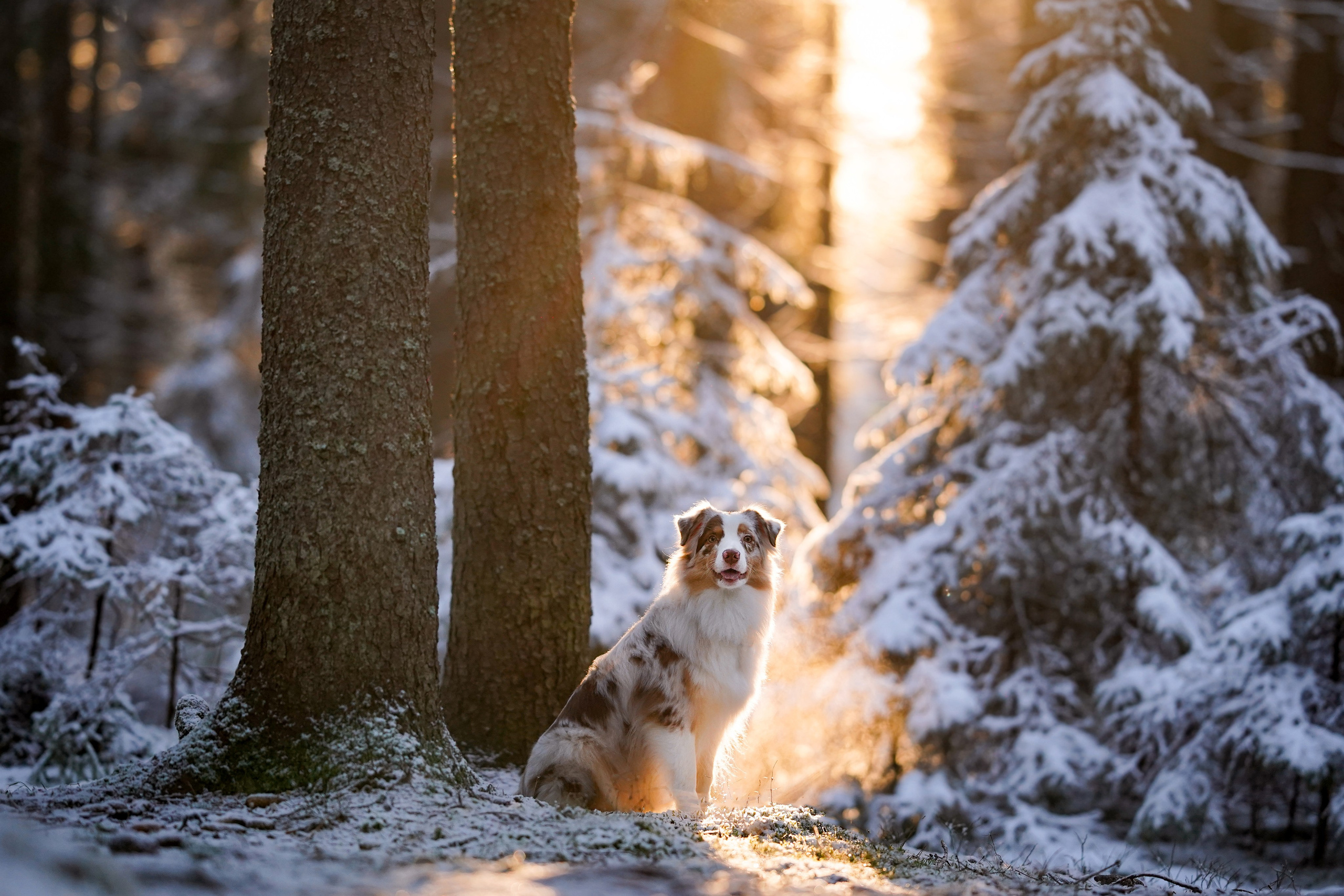 Панда зимний лес. Фотограф-анималист в Санкт-Петербурге Яна Мартынова