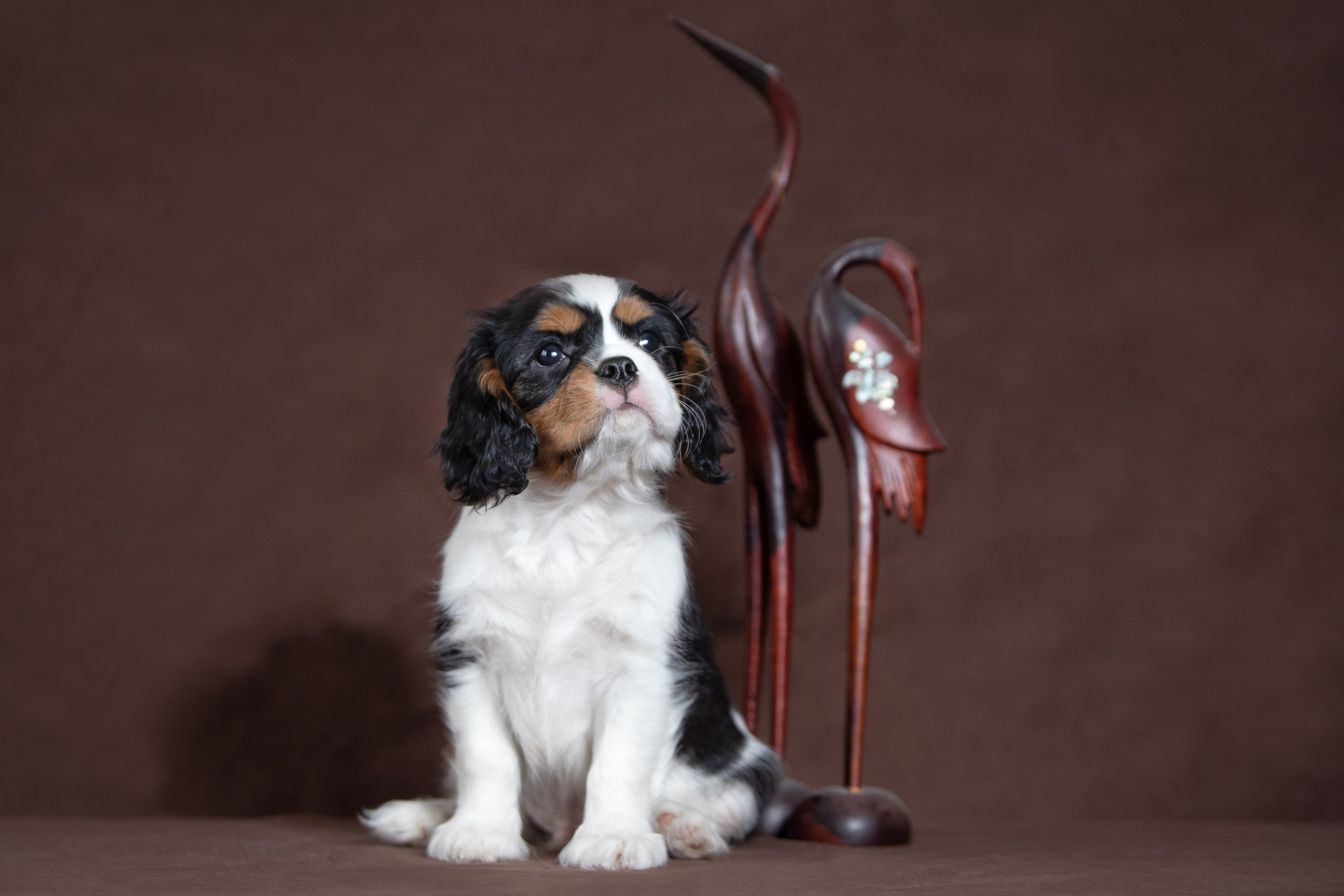 КАВАЛЕР КИНГ ЧАРЛЬЗ СПАНИЕЛЬ. Юлия Микульская. Рыбинск