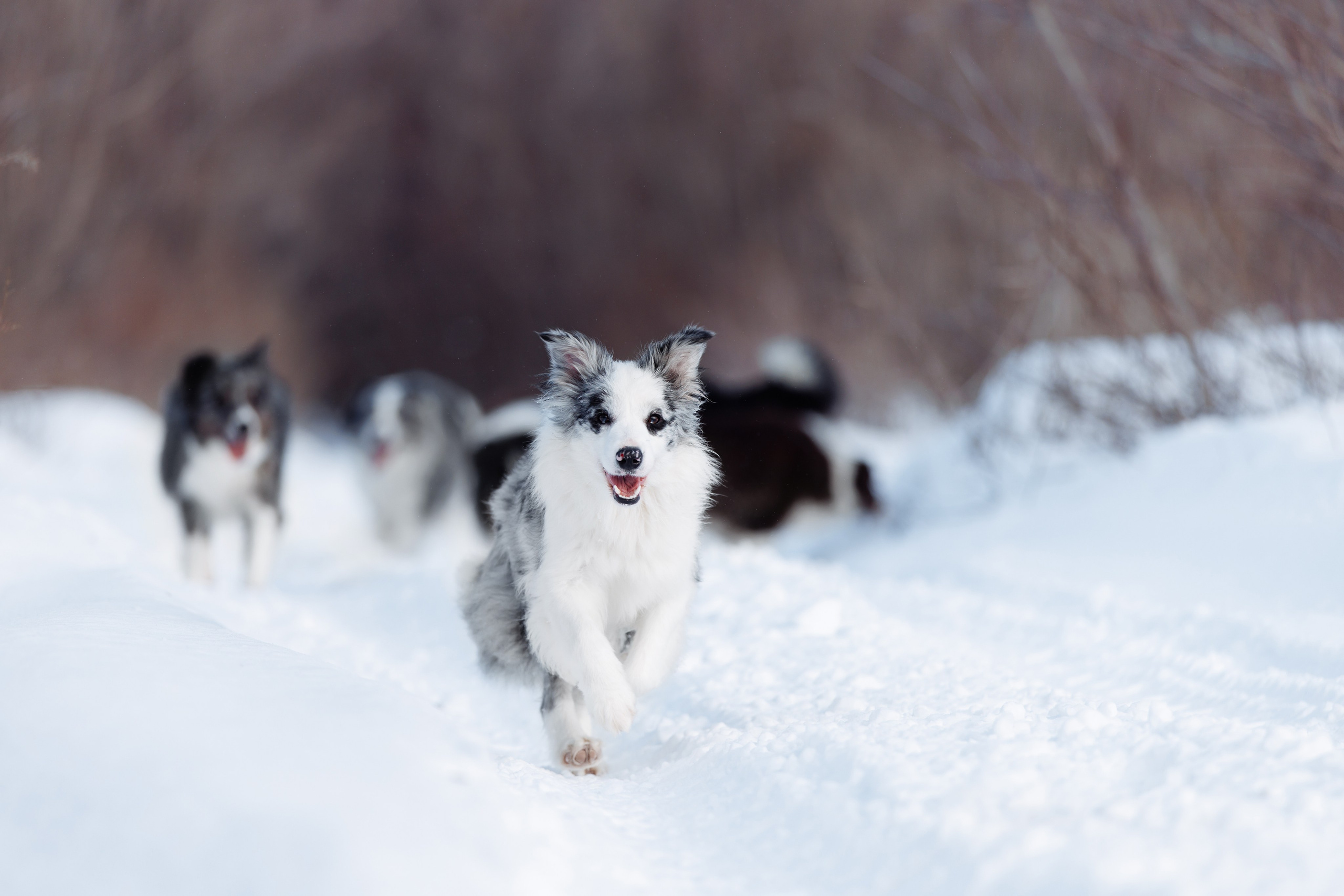 Яркий январь. О нас