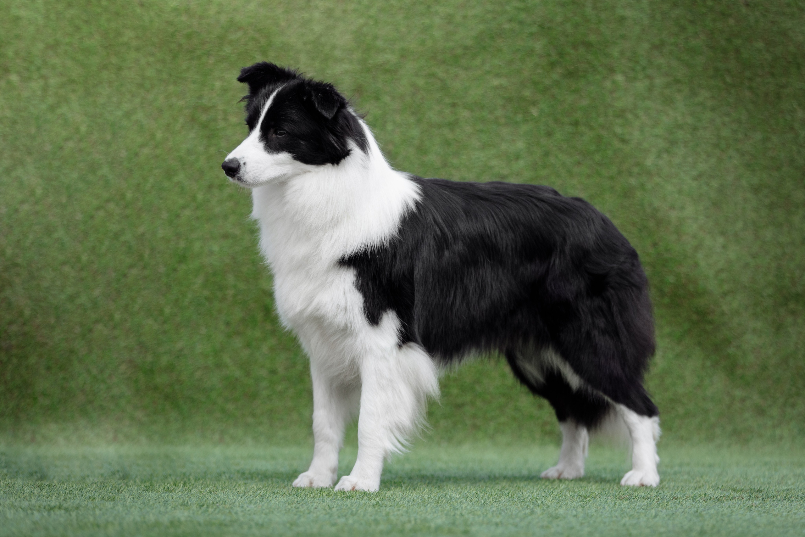 Wild Storm Lay Lady Lay — Лиза. О нас