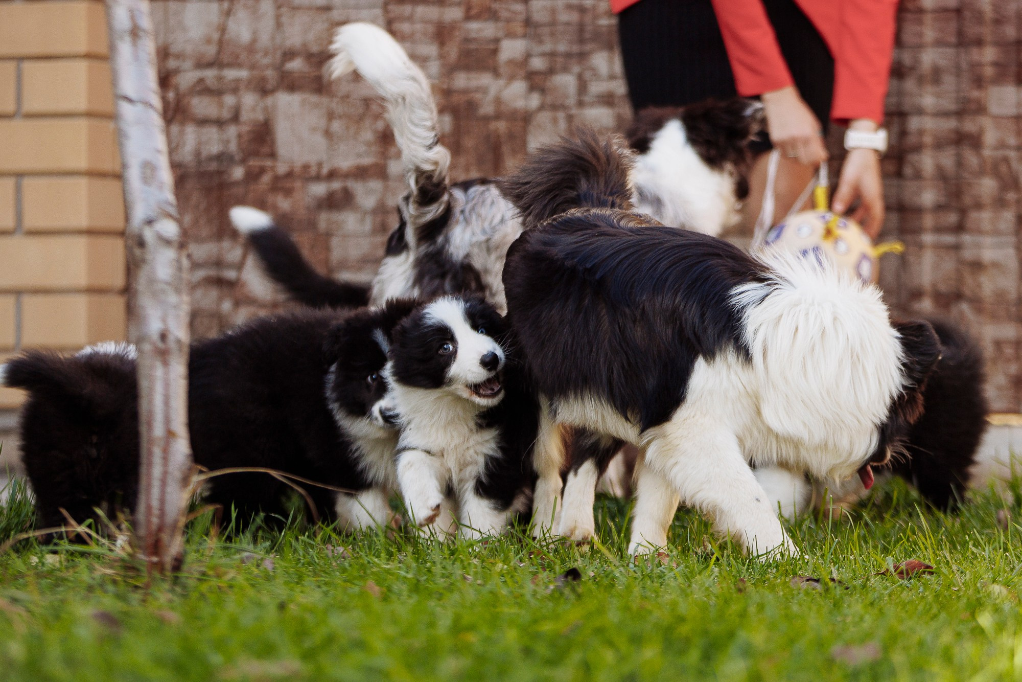 У дома с большой компанией от мала до велика. О нас