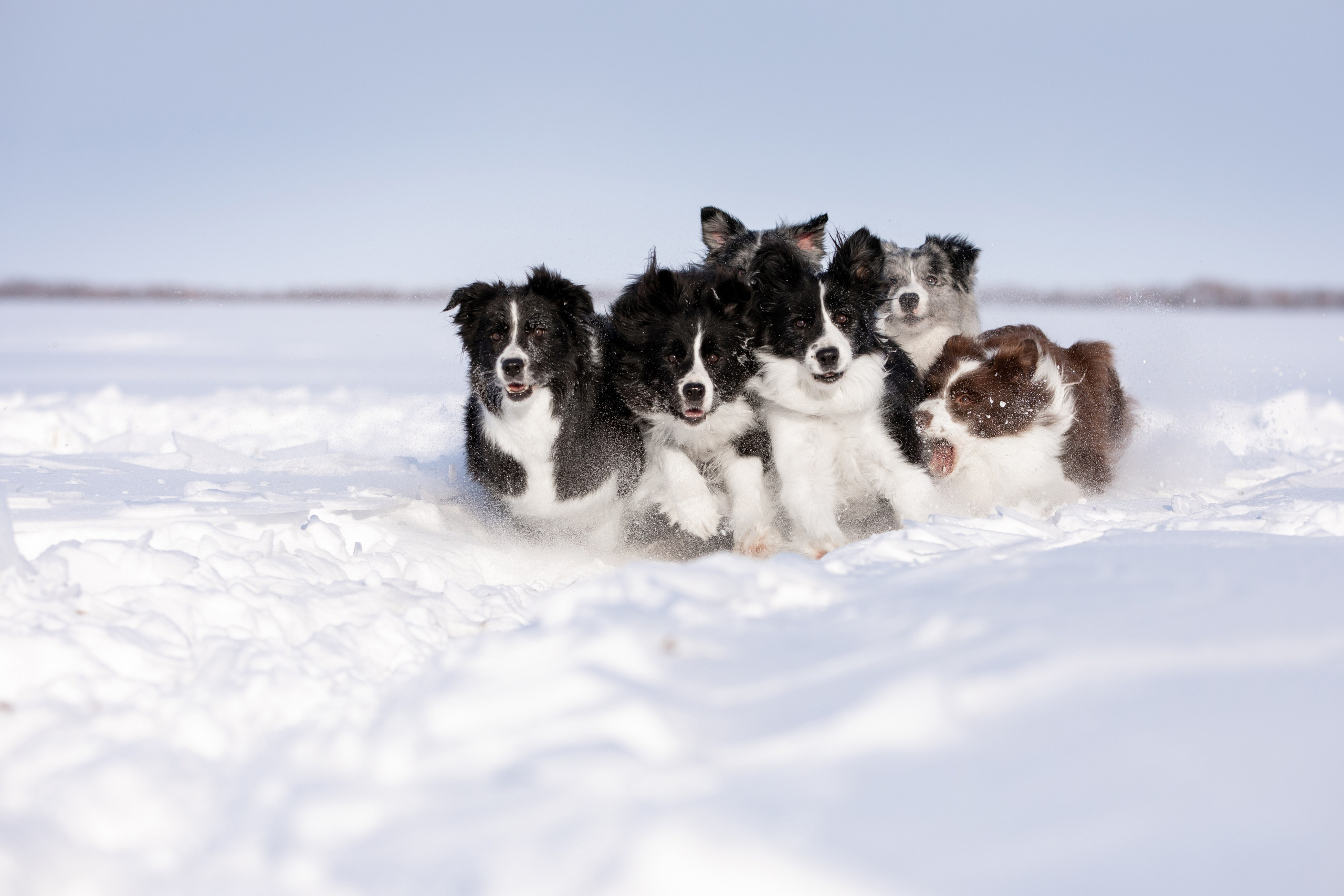 Мороз и солнце. О нас