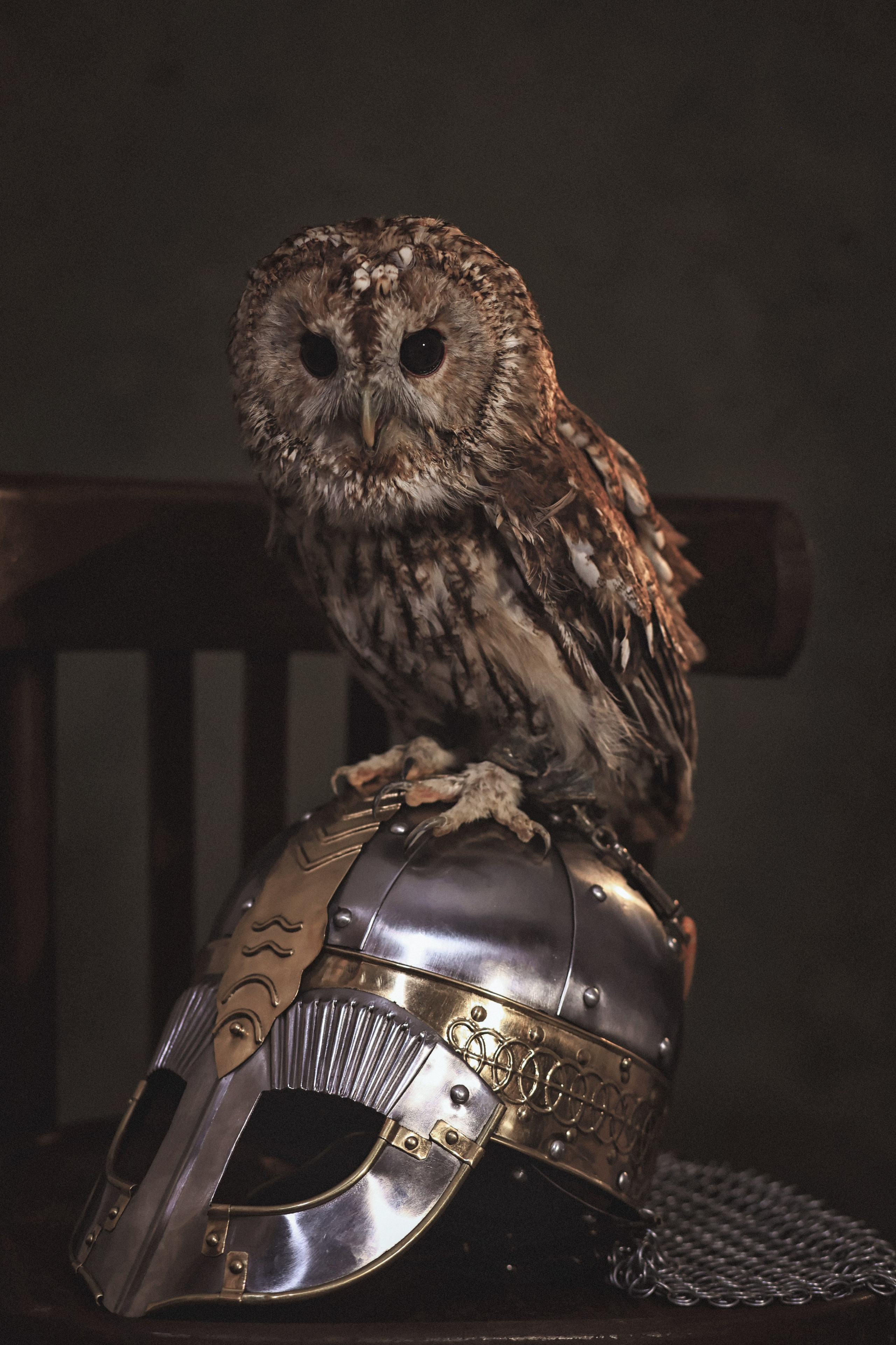 Фотосессия животных в Ижевских, фотограф животных. Детский, семейный фотограф в Ижевске и Москве Аксинья Лысенкова ADEN