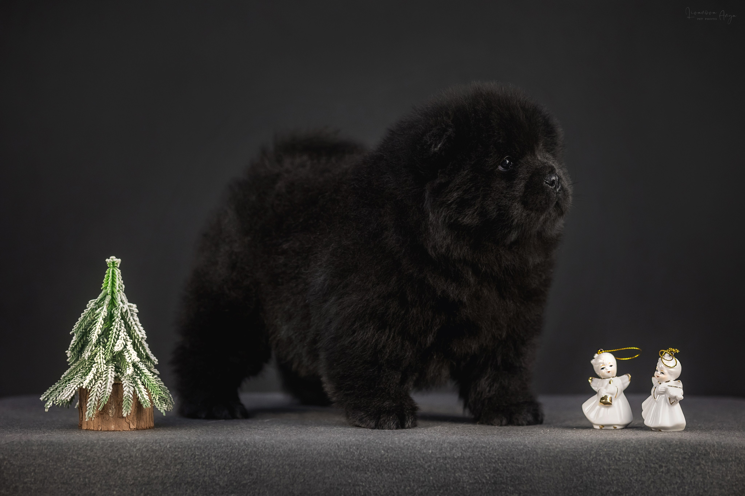 Чаушки. Фотограф анималист Аня Ливанова | Рыбинск