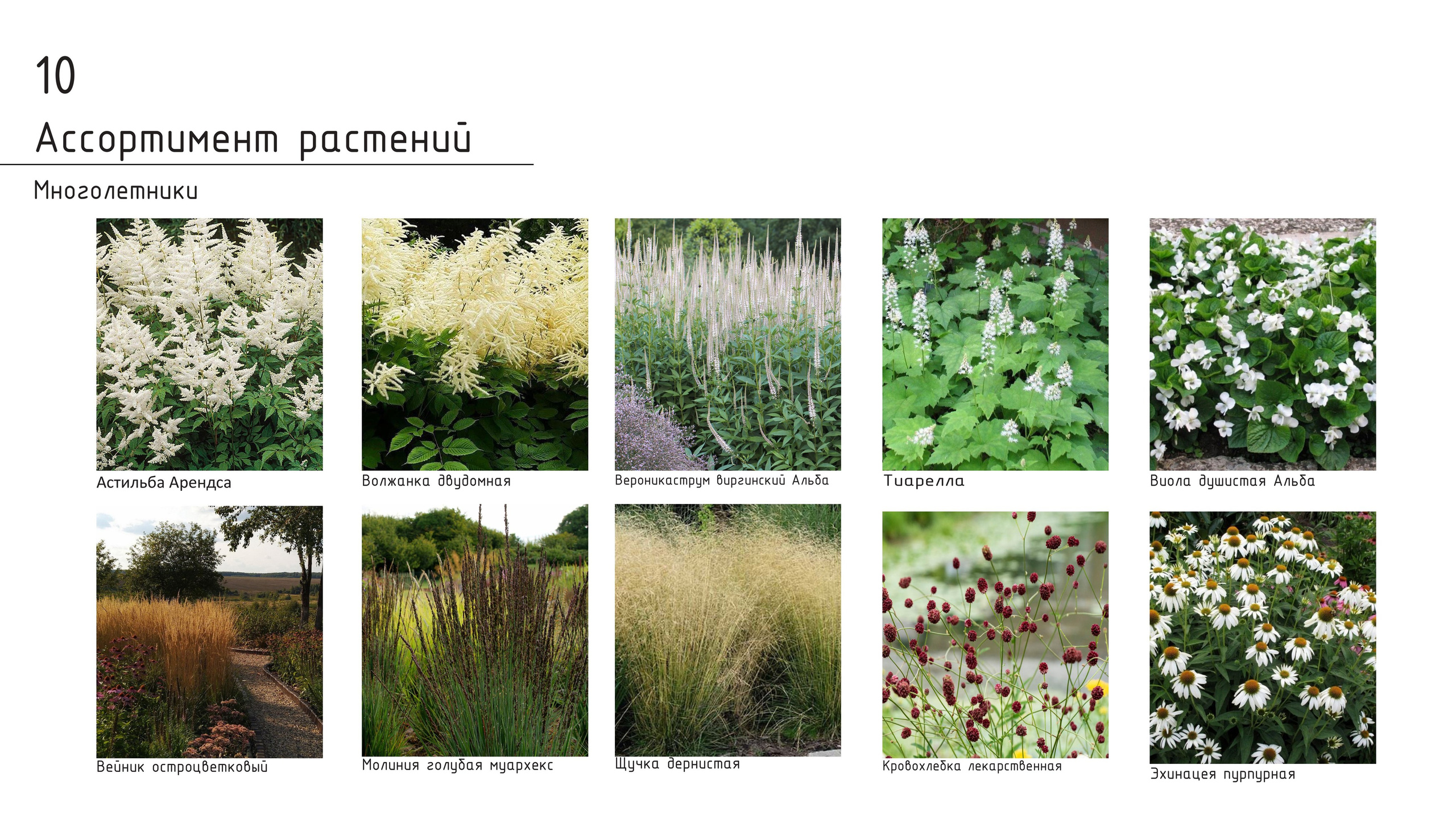 Проект концепции. Ландшафтная архитектура, проектирование и дизайн садов