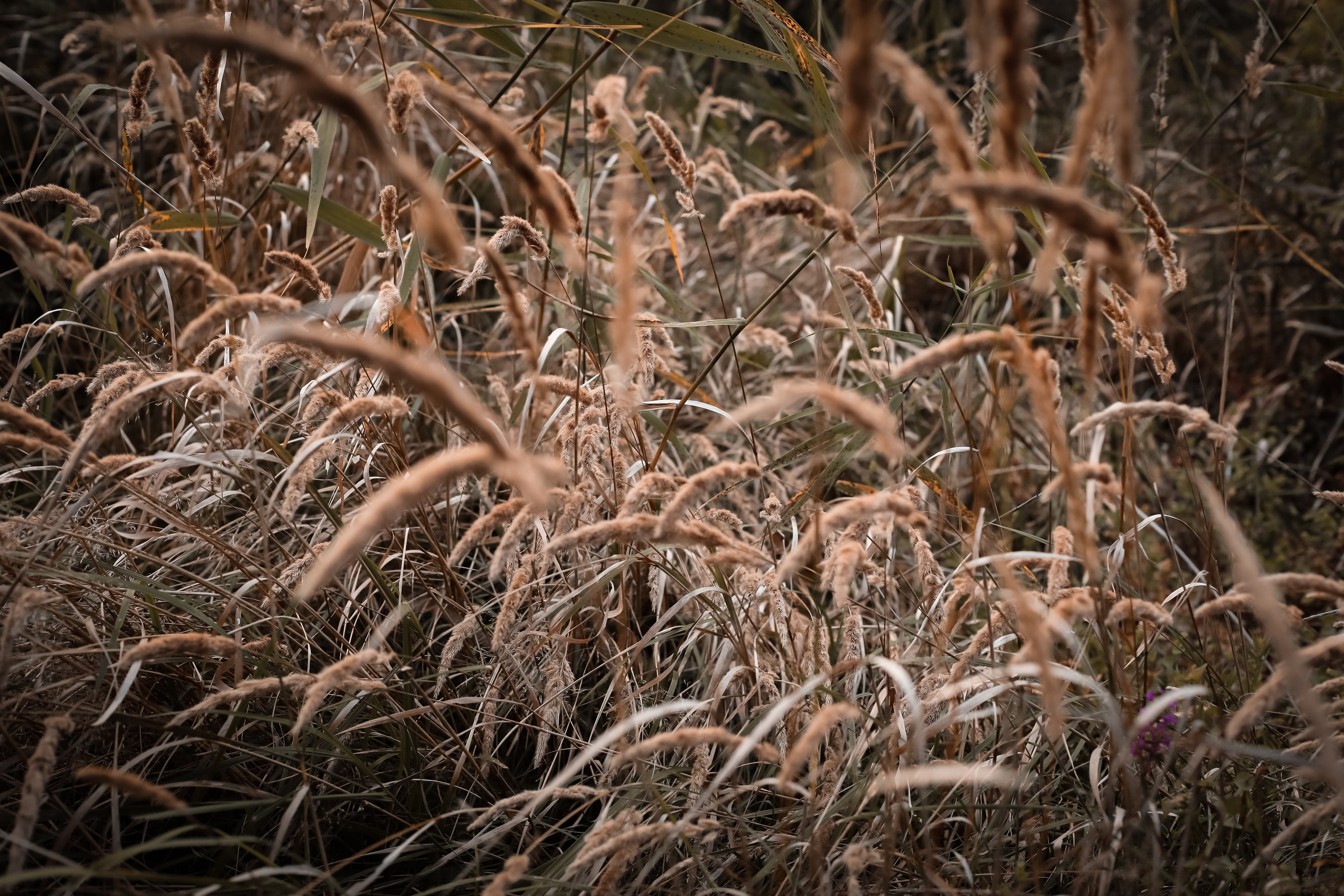 Осенняя фотосессия. Фотограф г. Хабаровск. Семейные и индивидуальные съёмки