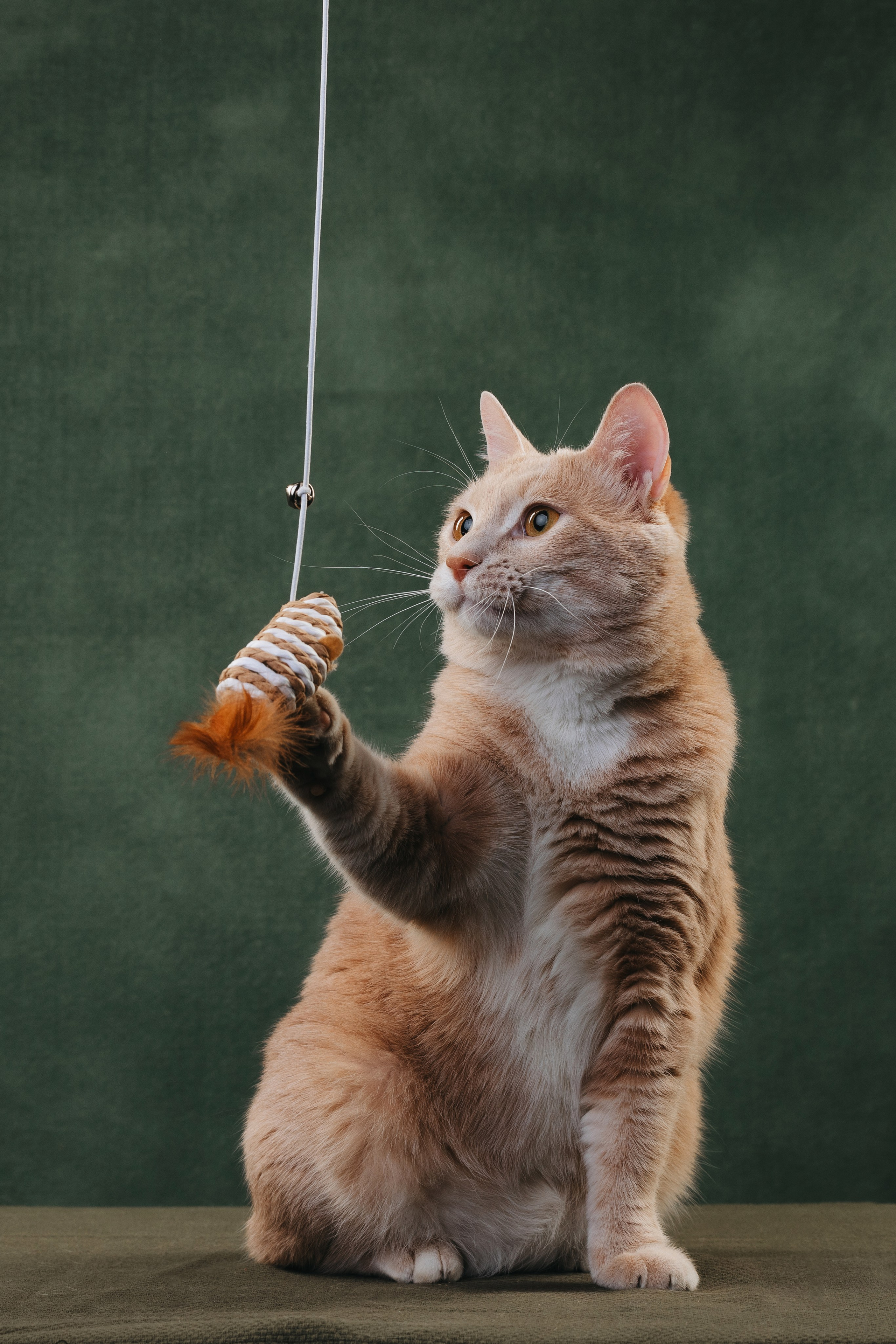 Коты Сет и Квентин. Фотограф анималист Осипчикова Мария