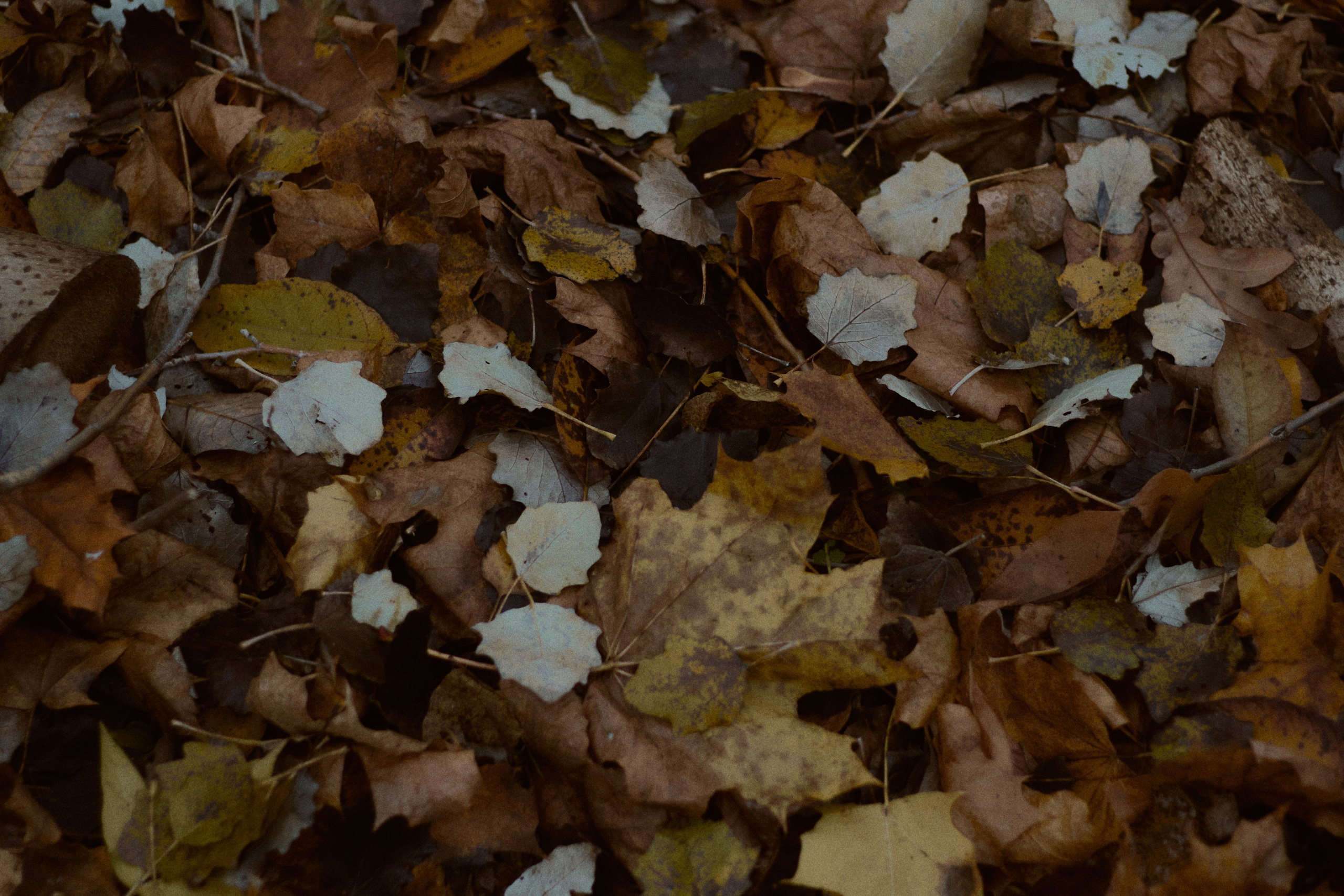 Агата и Даниил. Фотограф лавстори Москва/МО Приятелева Ангелина
