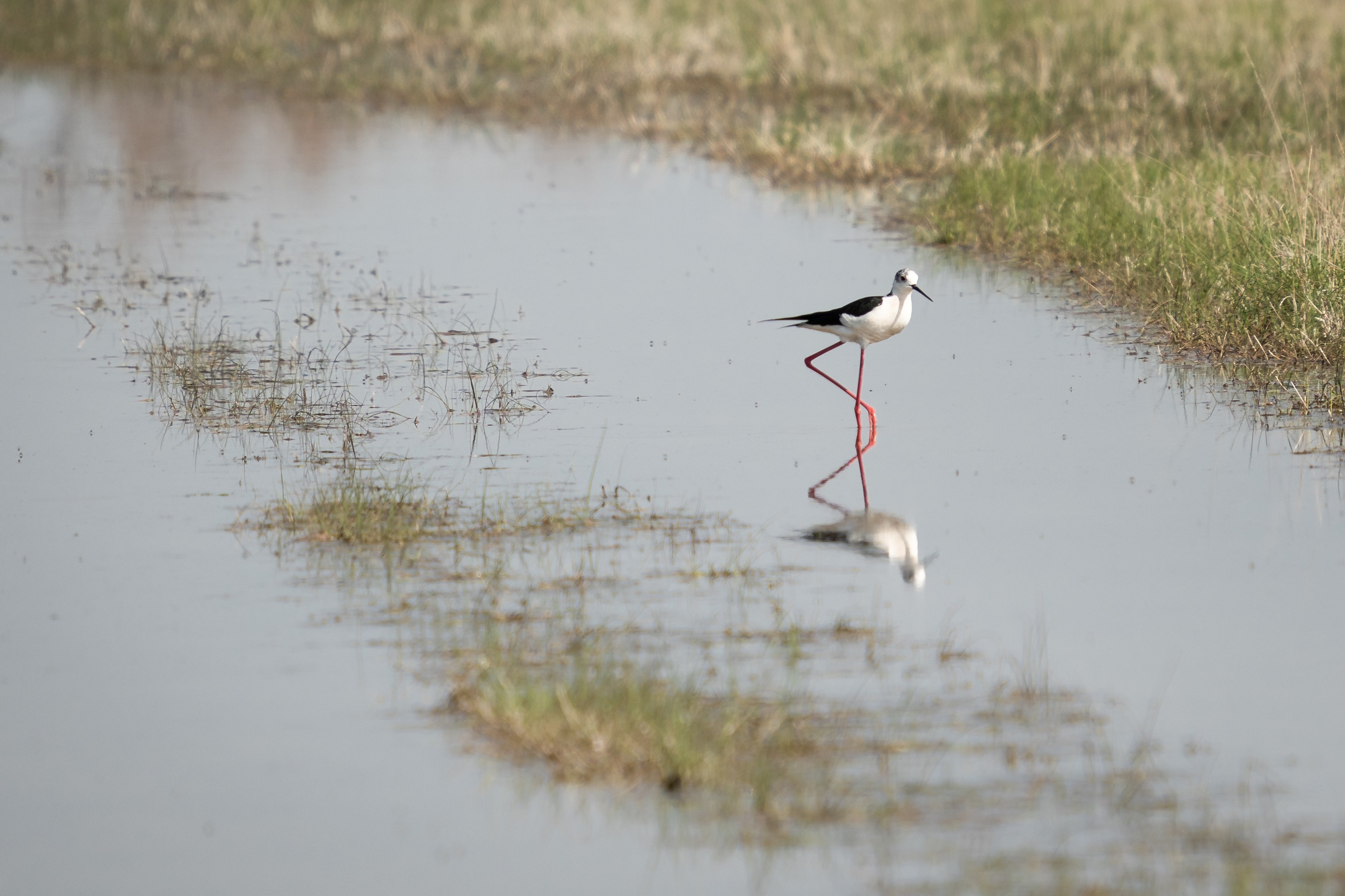 Фотосъемка животных и птиц. Интерьерный и архитектурный фотограф в Москве Панова Ольга