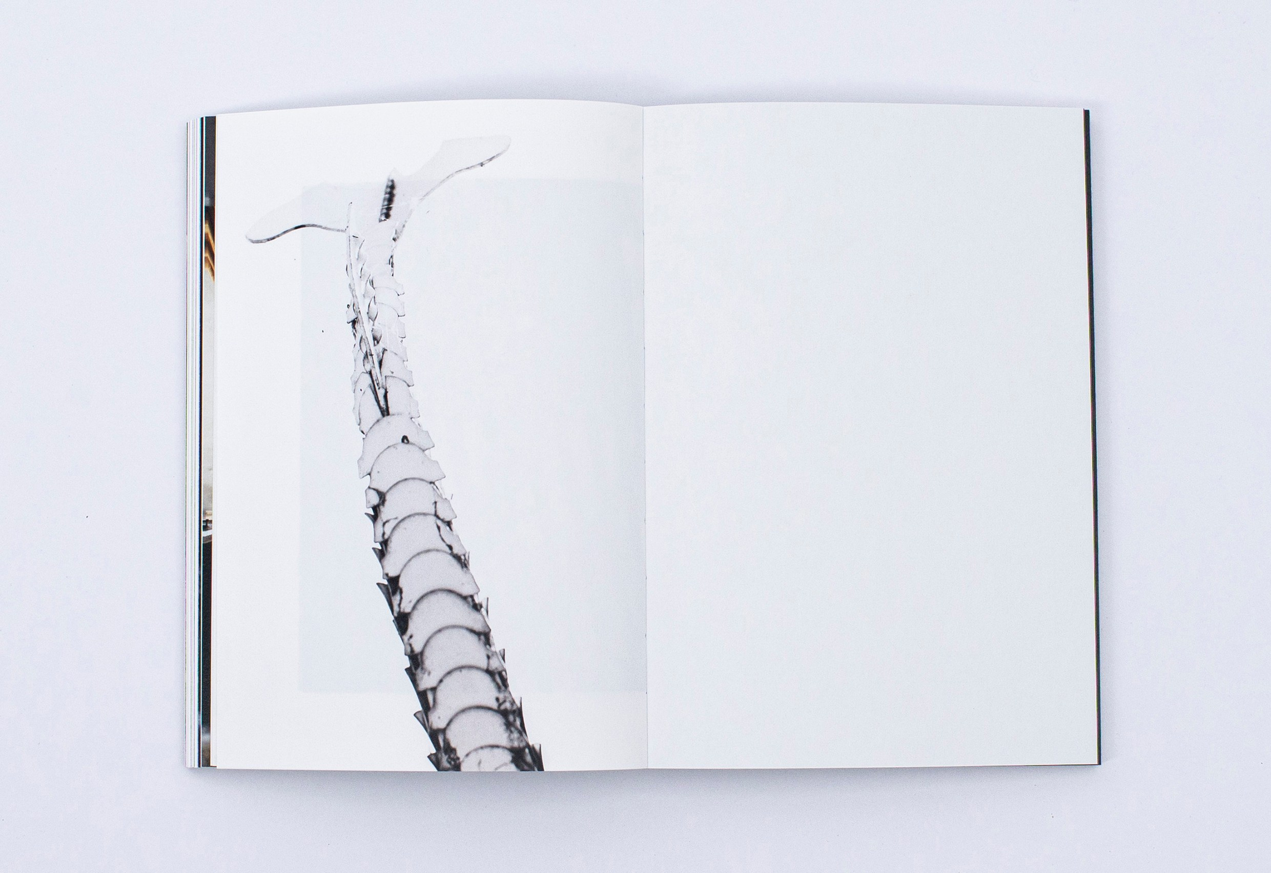 Книга. Фотограф в Москве Алейникова Евгения