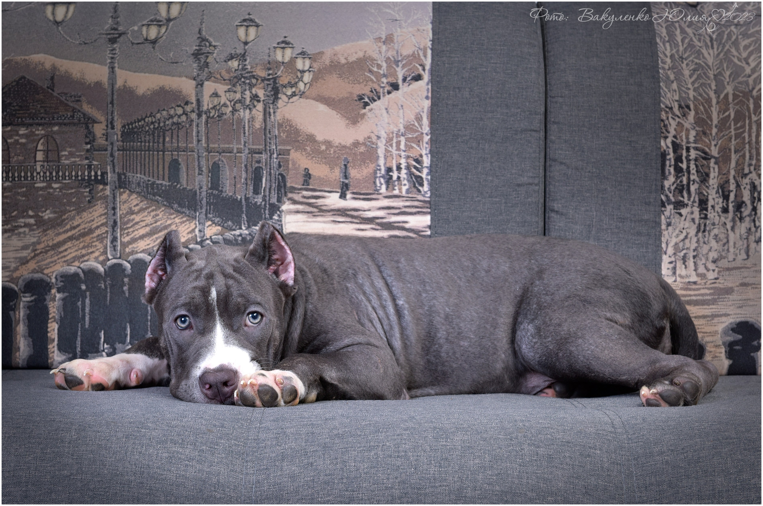 Студийная съемка. Фотограф анималист | семейный Юлия Вакуленко, г. Краснодар