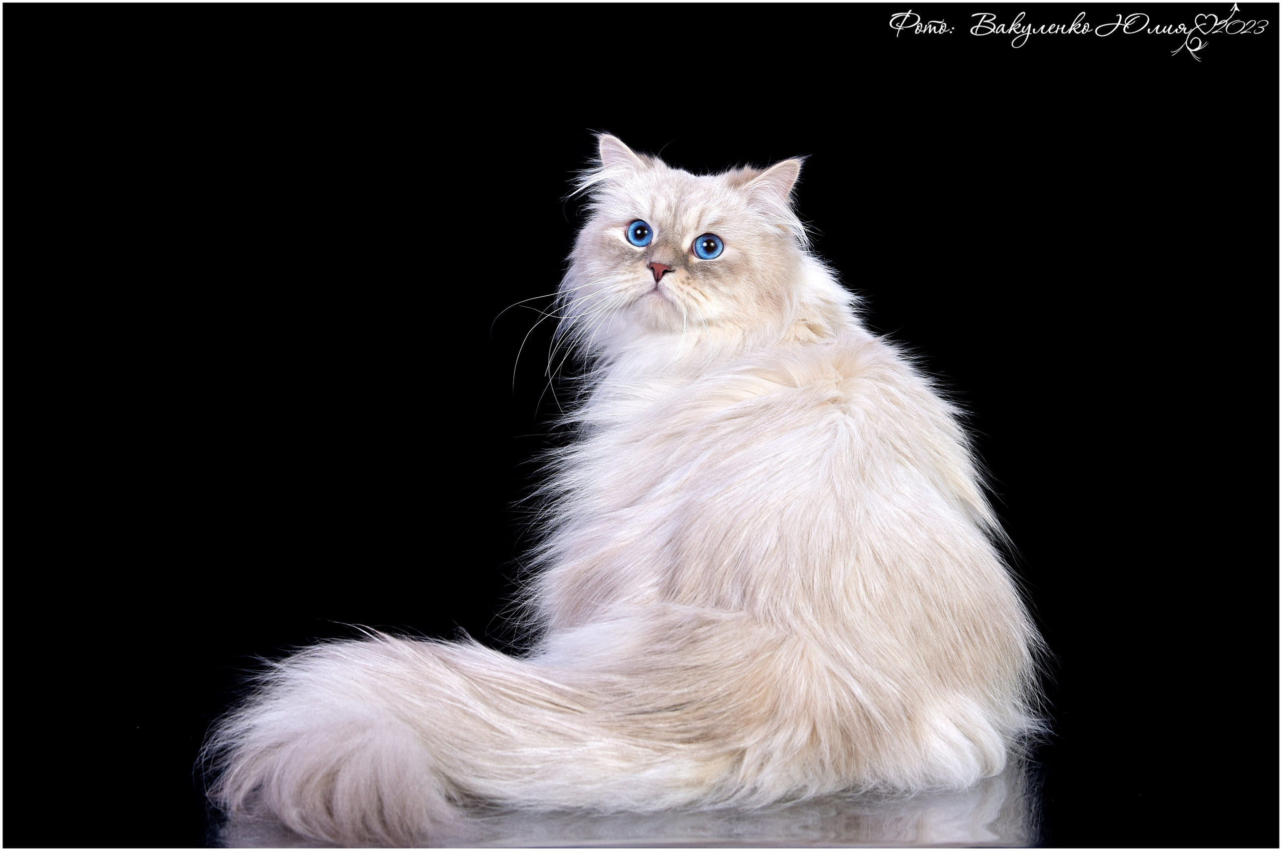 Взрослые. Фотограф анималист | семейный Юлия Вакуленко, г. Краснодар