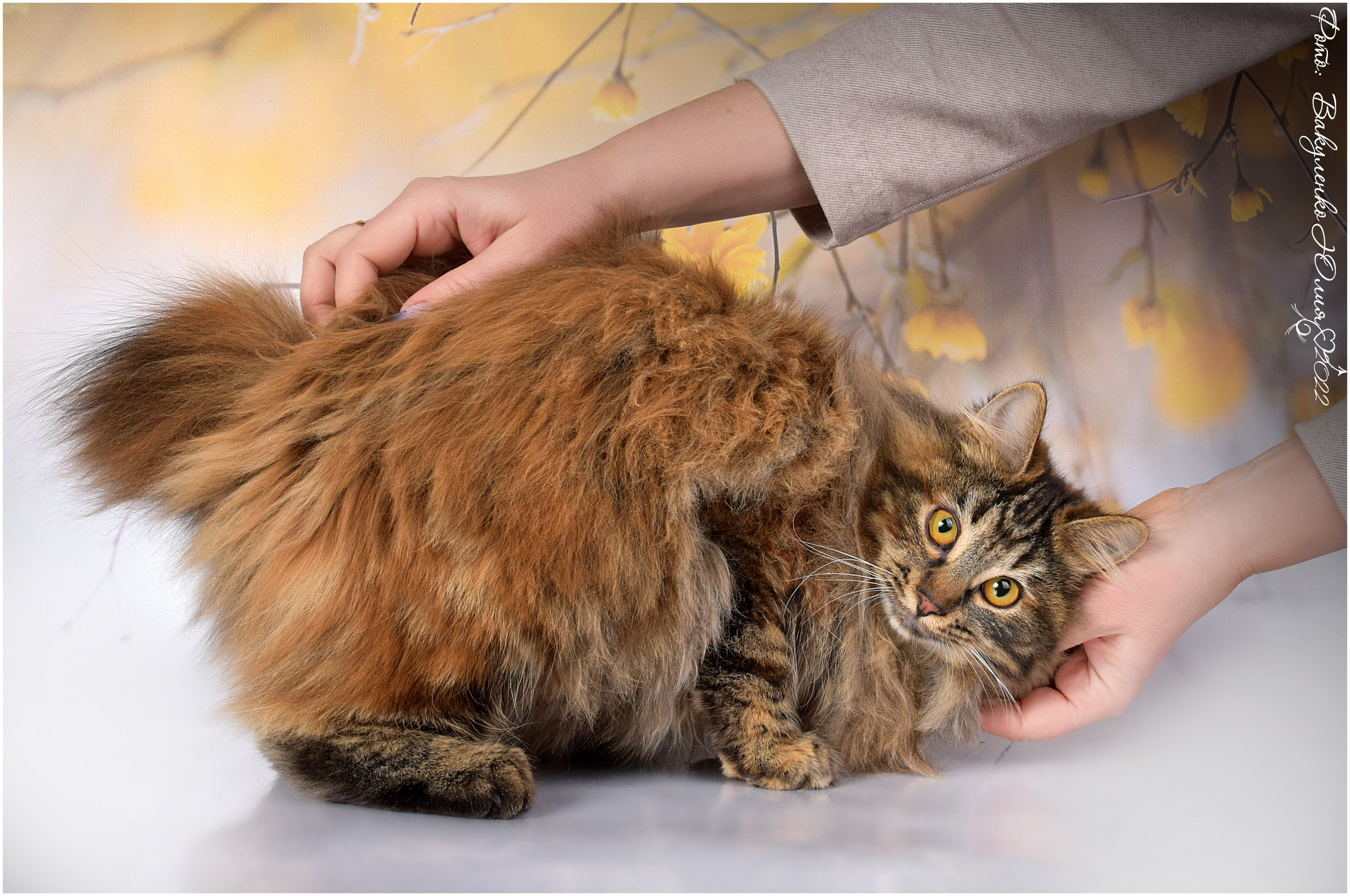 Взрослые. Фотограф анималист | семейный Юлия Вакуленко, г. Краснодар