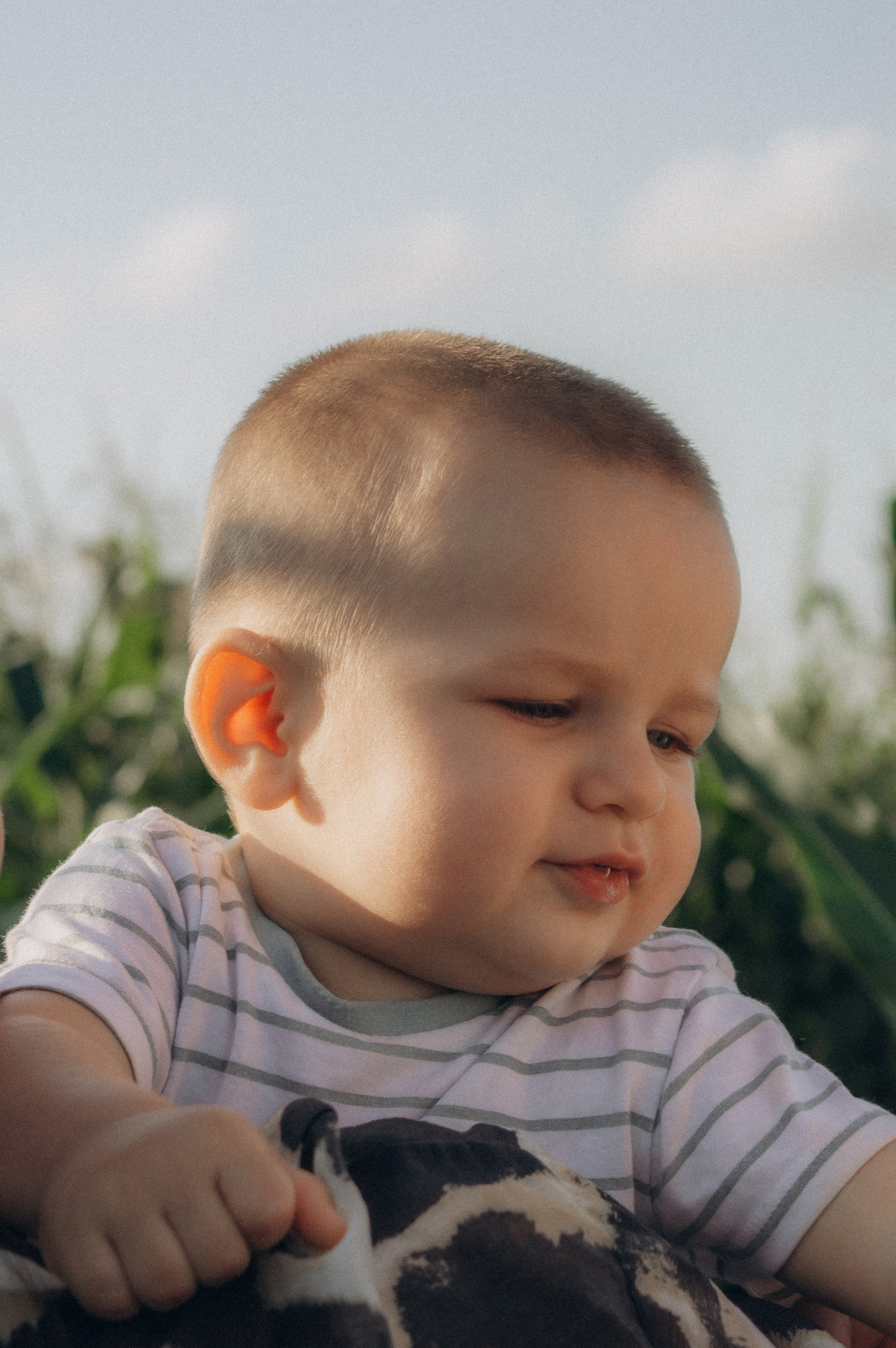 Лето, семья, кукуруза. Семейная летняя фотосессия. Юлия Левада Семейный и женский фотограф