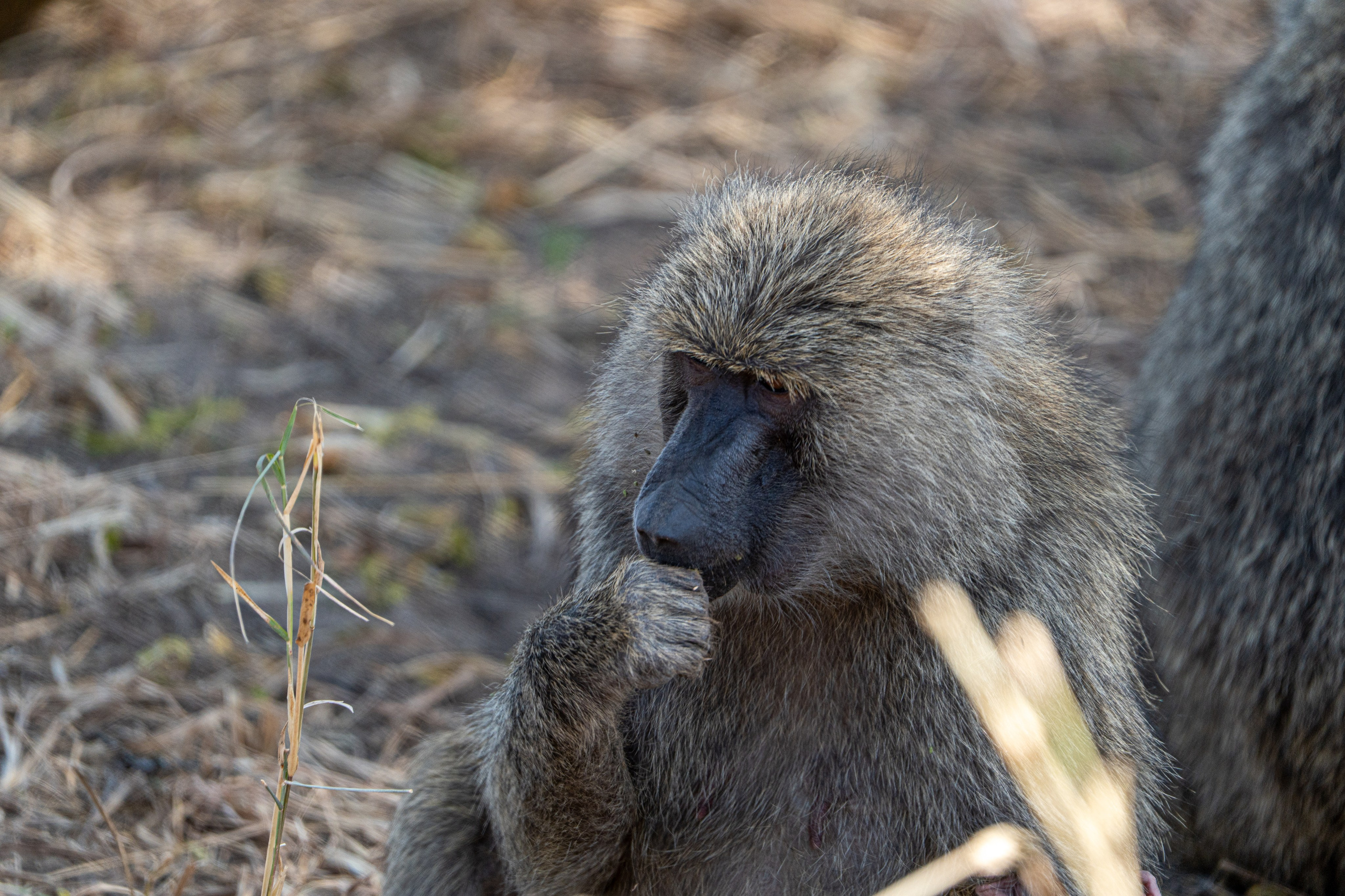 Танзания, сафари, 2025. Творческие сьемки