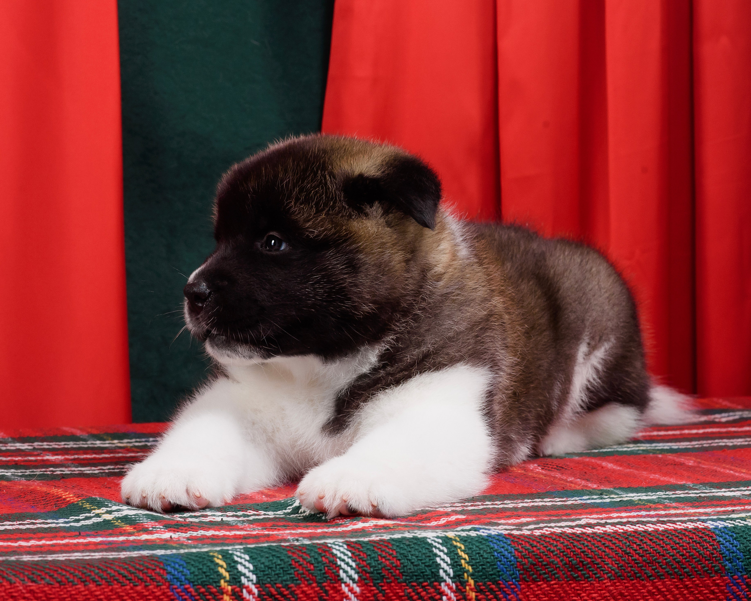 Щенки Американской Акиты. Фотограф — Анималист | Анна Абрамова