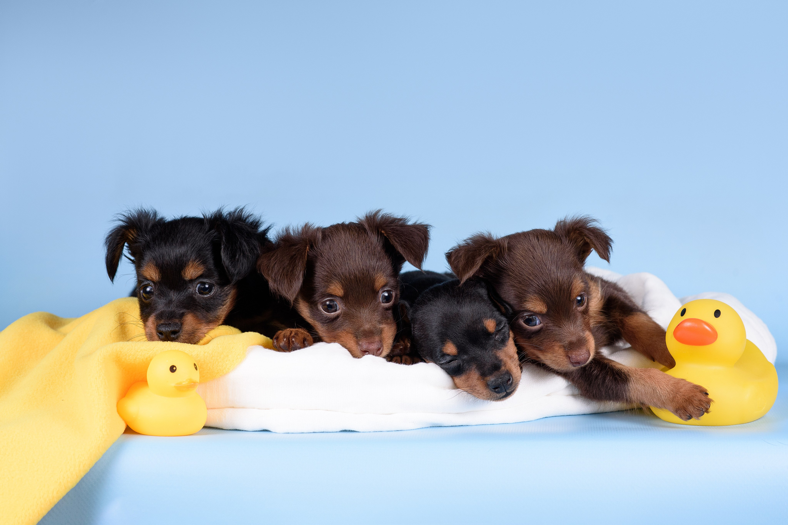 Щенки Пражских крысариков -13.04.2024. Фотограф — Анималист | Анна Абрамова