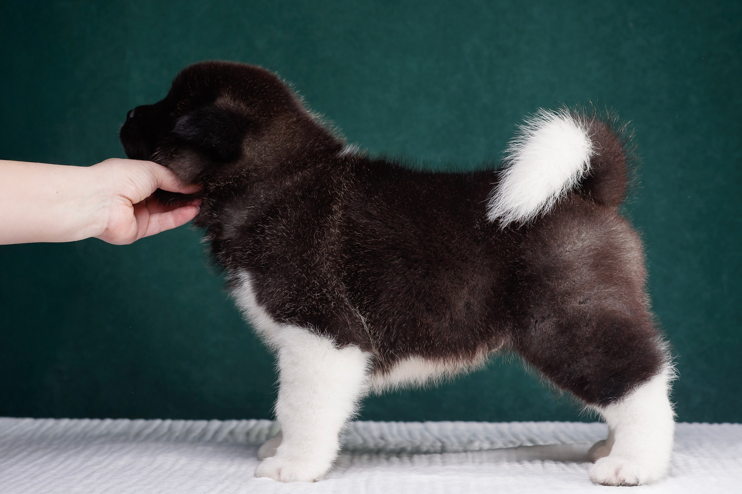 Щенки Американской Акиты. Фотограф — Анималист | Анна Абрамова