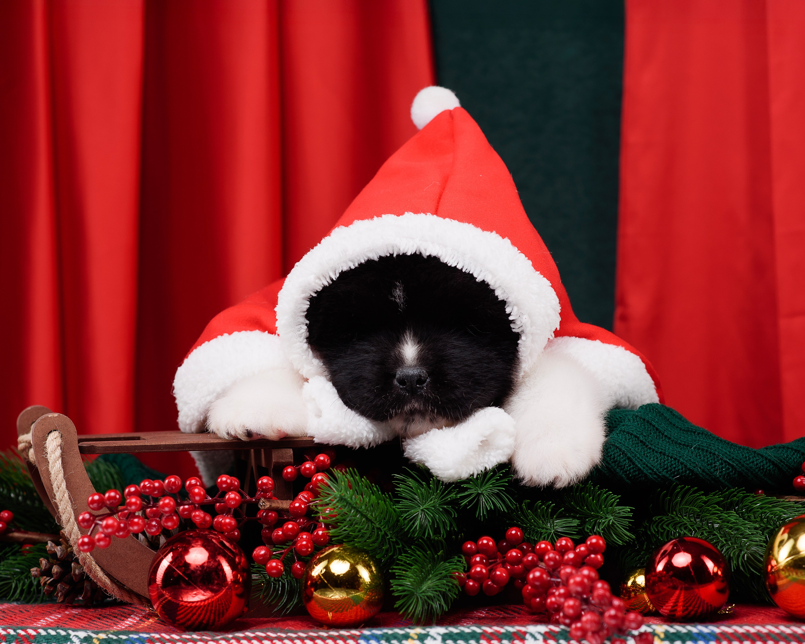 Щенки Американской Акиты. Фотограф — Анималист | Анна Абрамова