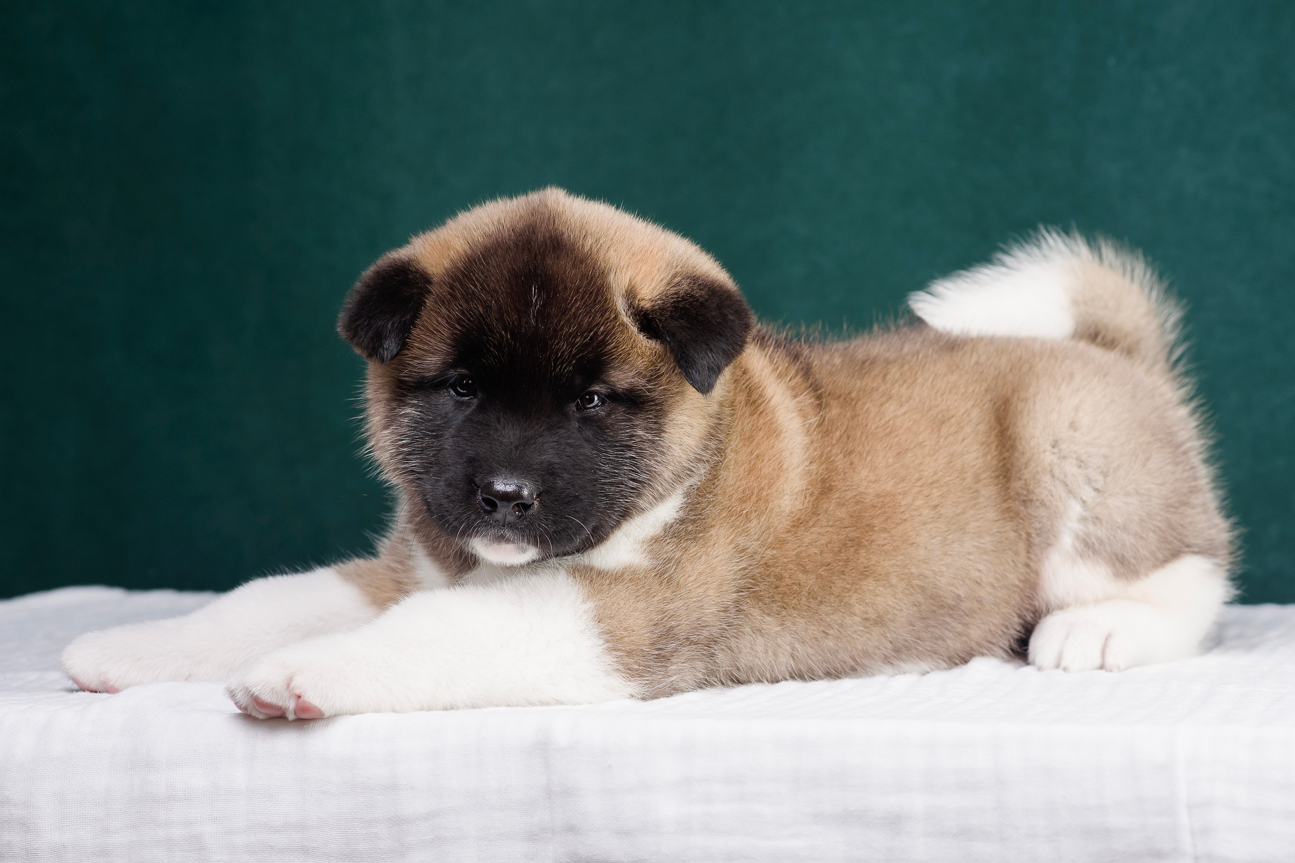 Щенки Американской Акиты. Фотограф — Анималист | Анна Абрамова