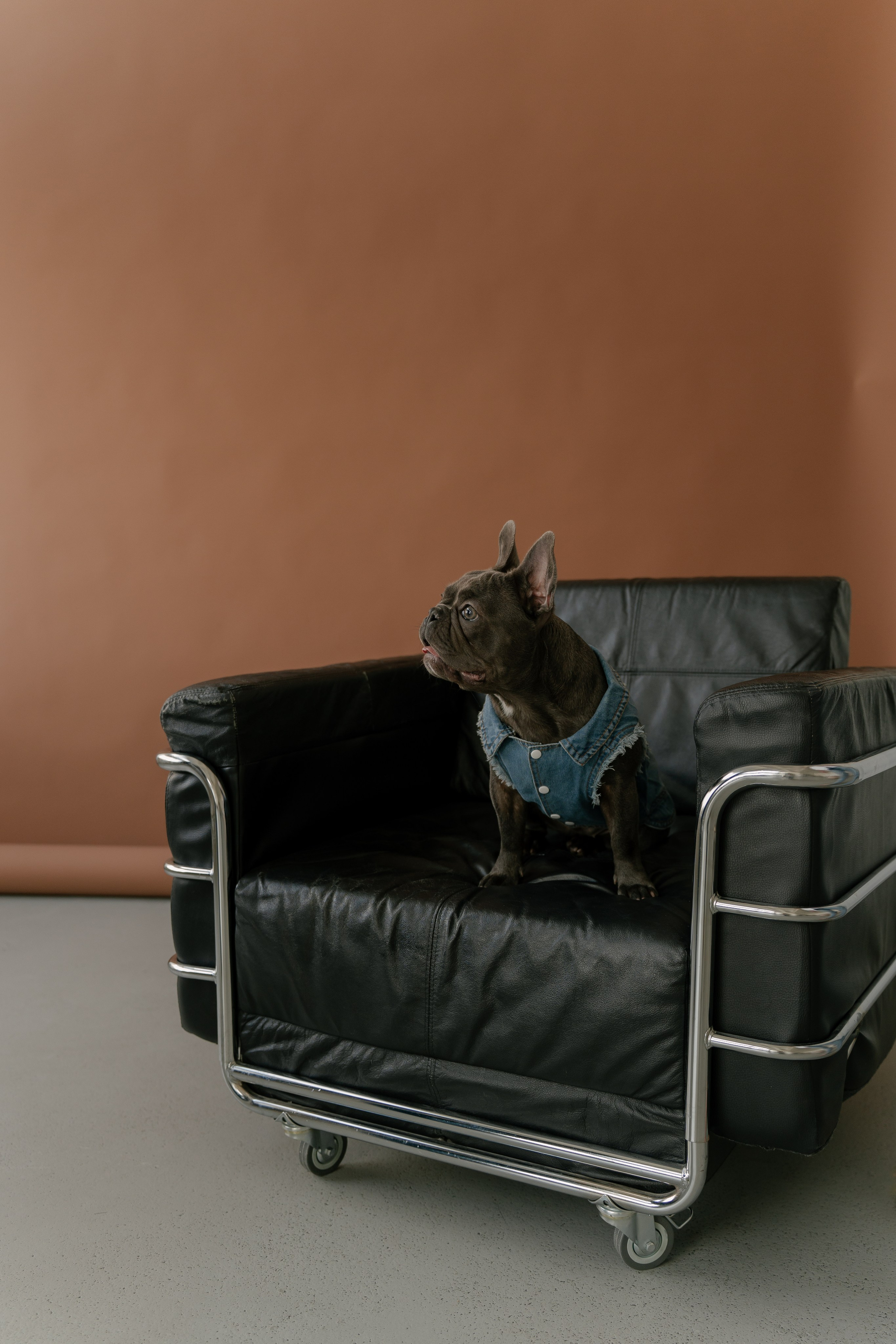 Сергей, Вероника и Руна. Свадебный и семейный фотограф в Москве и Красногорске — живые кадры | Анастасия Тихонова