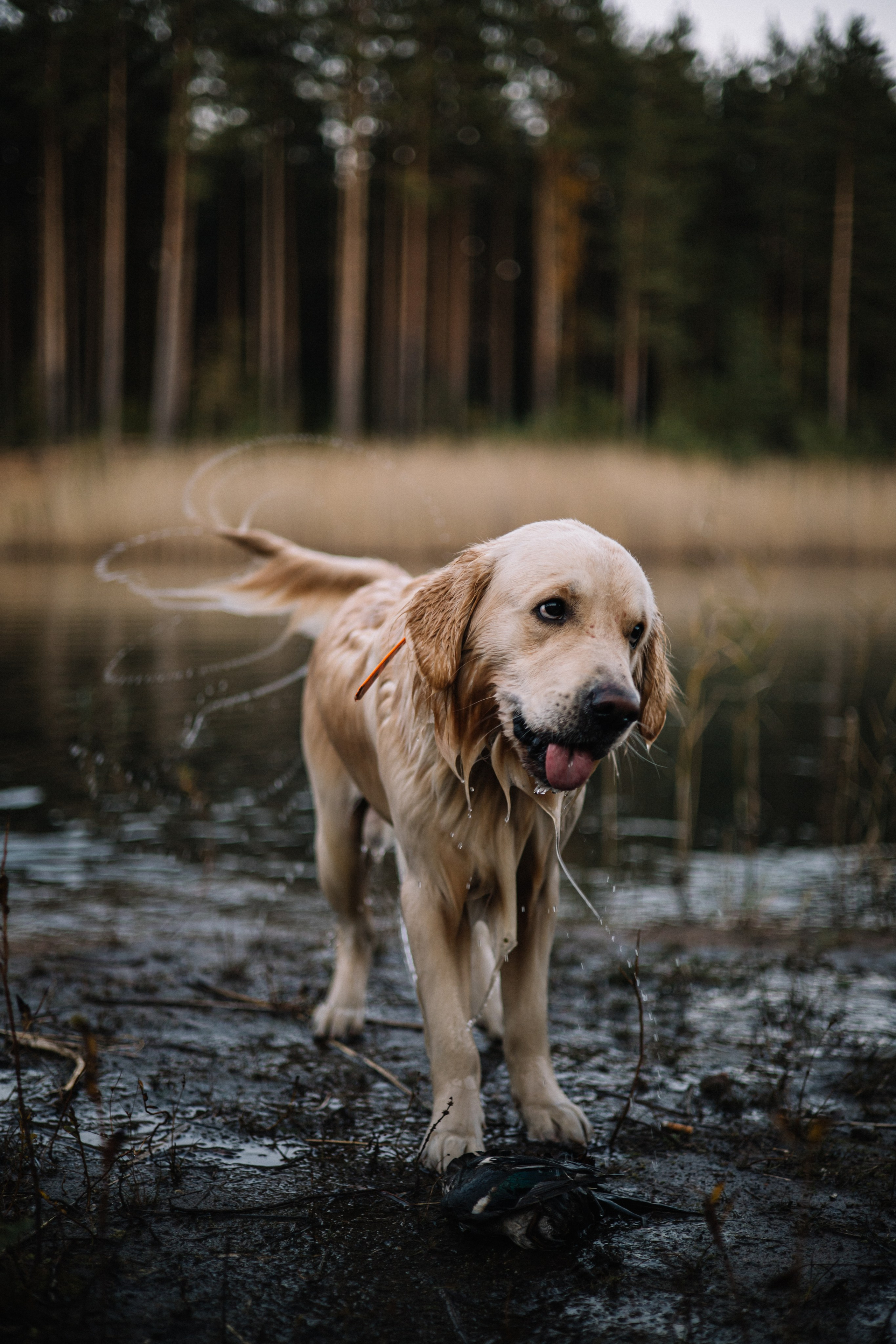 Для охотника