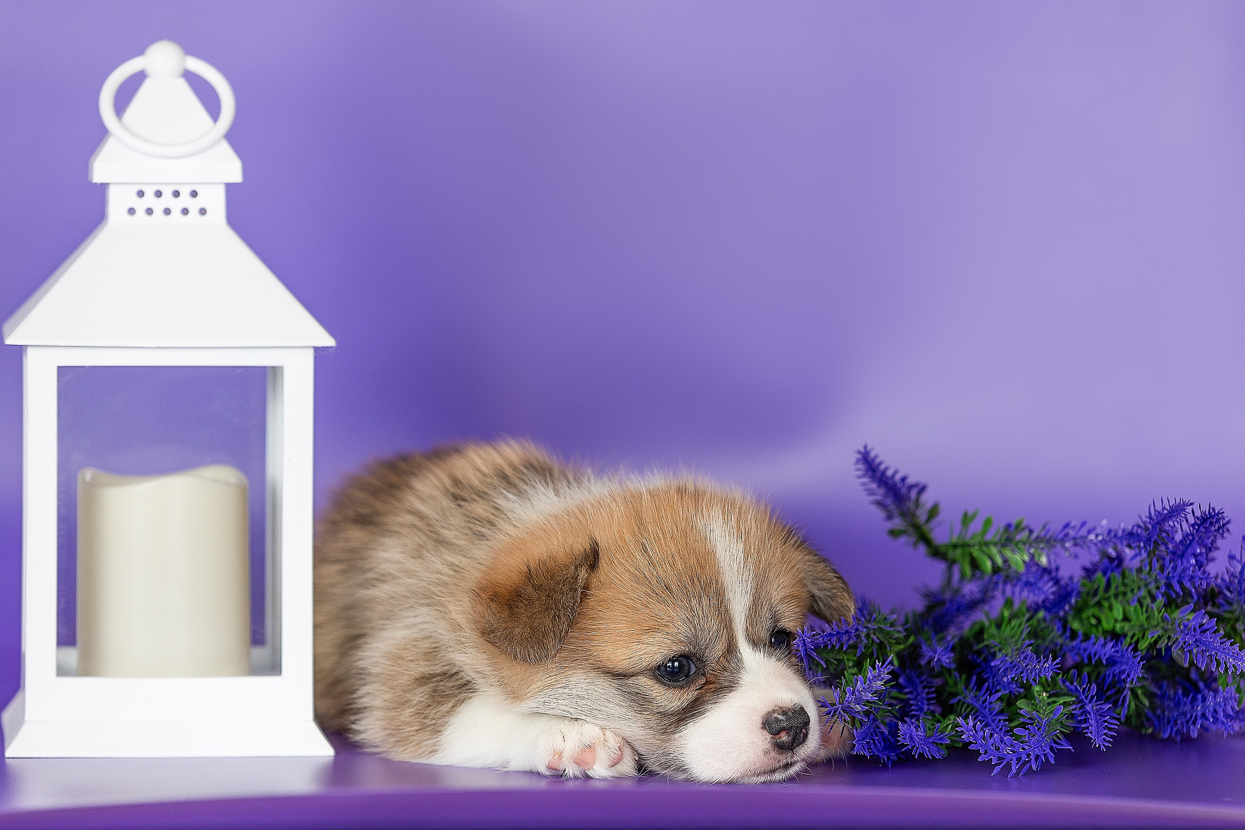 Фотосессии помётов щенков. Фотограф. Фотограф-анималист. Москва