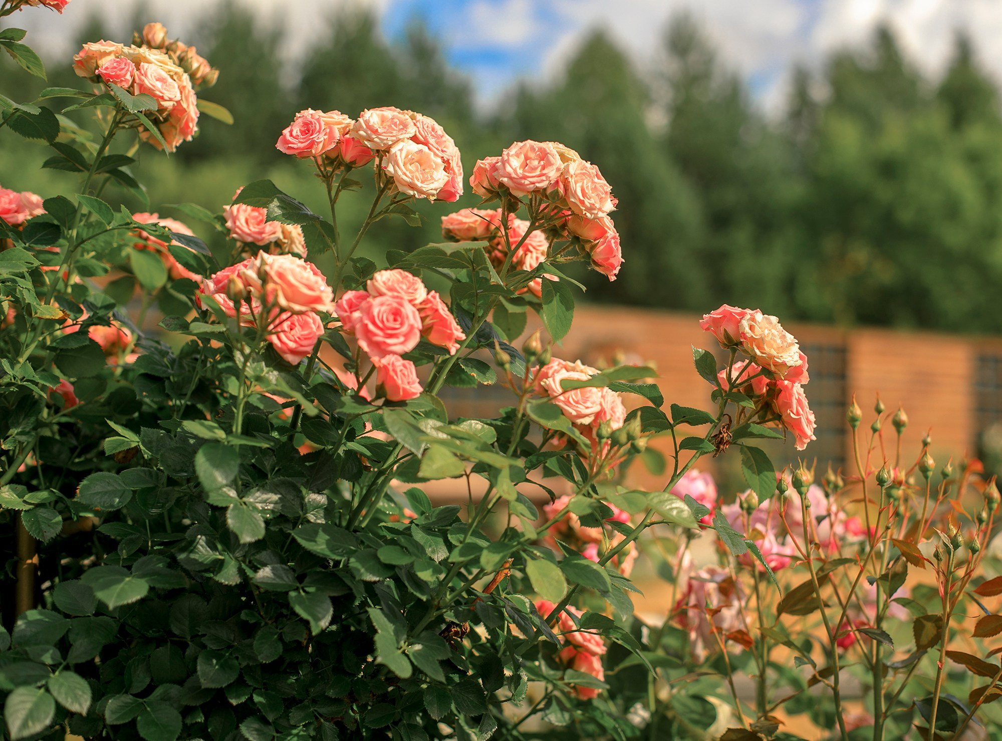 Парк-заповедник Купидон. Семейный фотограф в Димитровграде Елена Патрушева