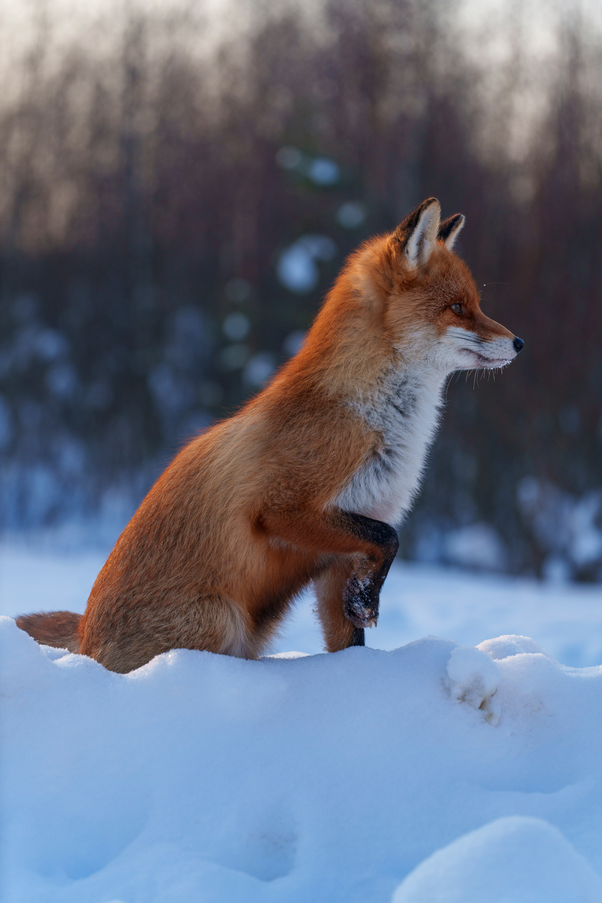 Animals — Животные