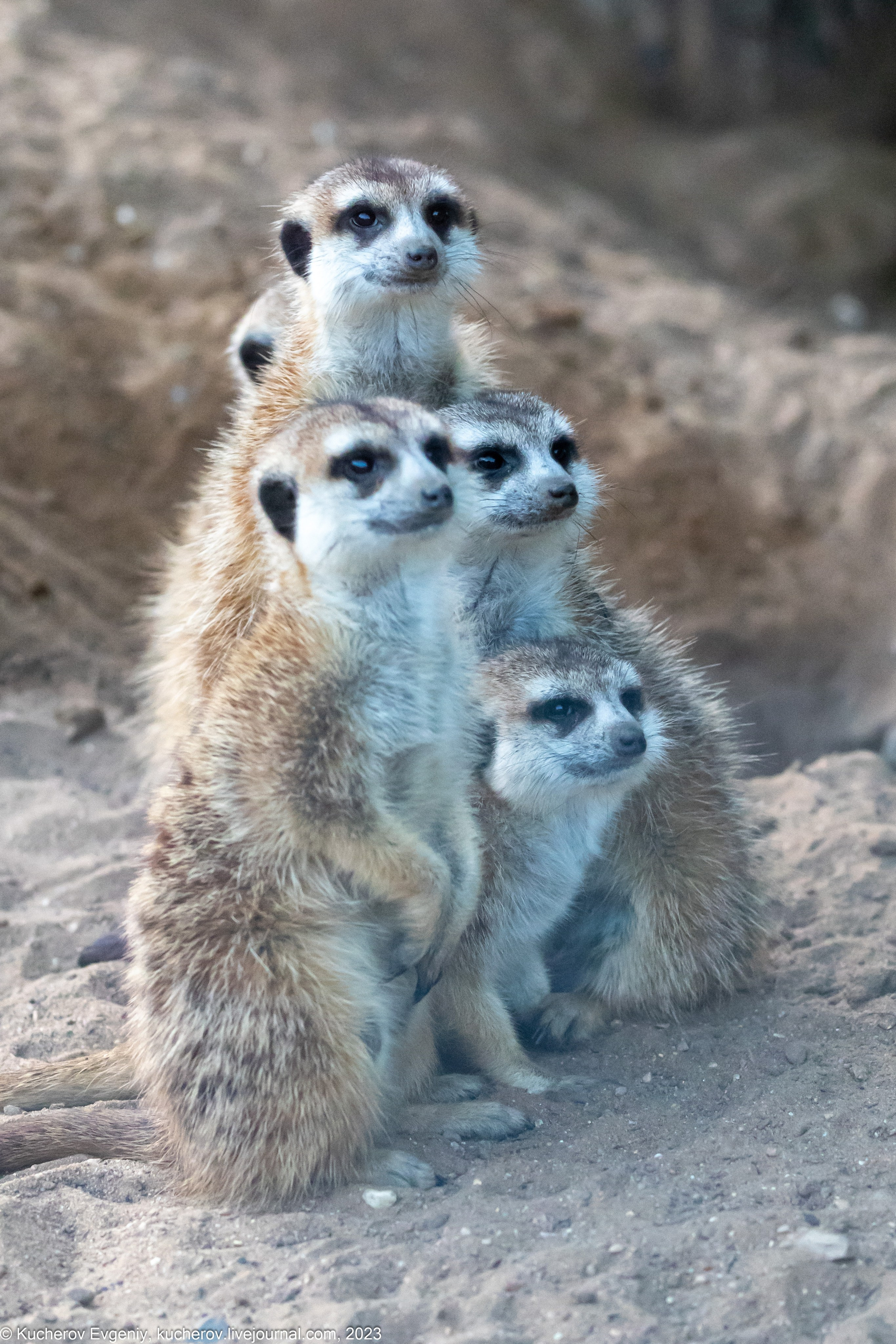 Животные. Кучеров Евгений. Фотограф