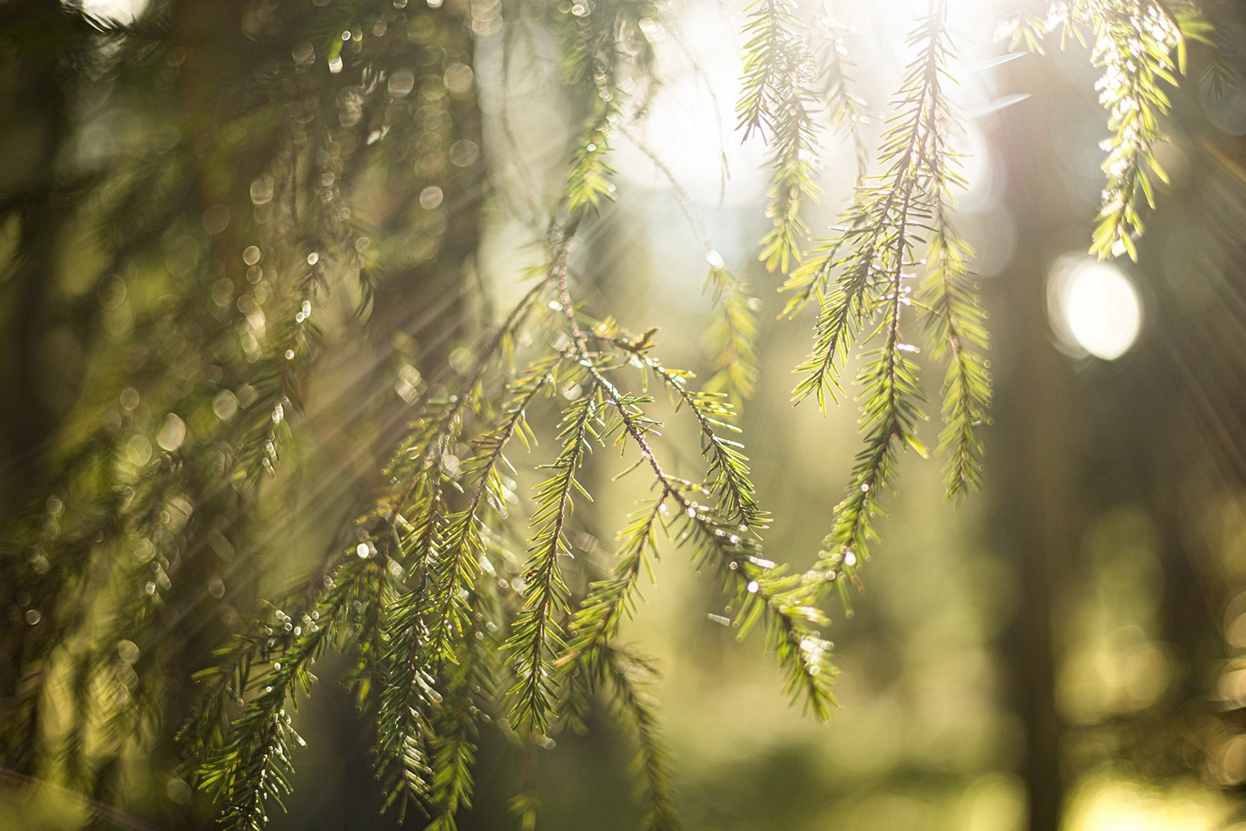 Карельский Перешеек. Фотограф Владимир Медведев